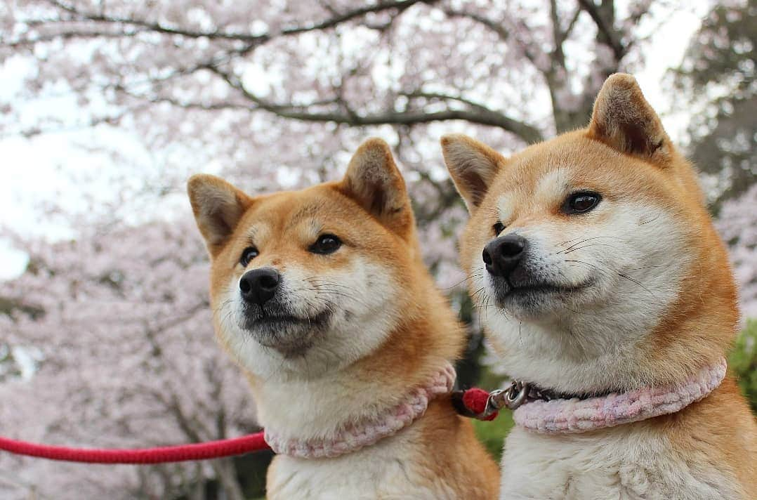 柴犬たま Shibainu Tamaさんのインスタグラム写真 - (柴犬たま Shibainu TamaInstagram)「桜見に行ったよ🌸 * Caption trans🇬🇧 We went to see the cherry blossoms🌸 * #柴犬たま #たママ #たま家族 #柴犬ミケ #一眼レフ #一眼レフカメラ #お出掛け #お花見 #満開 #さくら #サクラ #桜 #日本の春 #花とたま #花とミケ #柴犬 #shiba #shibainu #shibastagram #犬 #dog #多頭飼い」3月30日 16時08分 - tama7653