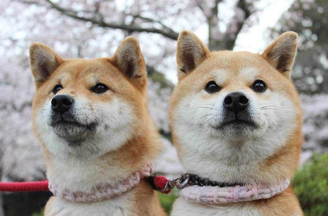 柴犬たま Shibainu Tamaさんのインスタグラム写真 - (柴犬たま Shibainu TamaInstagram)「桜見に行ったよ🌸 * Caption trans🇬🇧 We went to see the cherry blossoms🌸 * #柴犬たま #たママ #たま家族 #柴犬ミケ #一眼レフ #一眼レフカメラ #お出掛け #お花見 #満開 #さくら #サクラ #桜 #日本の春 #花とたま #花とミケ #柴犬 #shiba #shibainu #shibastagram #犬 #dog #多頭飼い」3月30日 16時08分 - tama7653