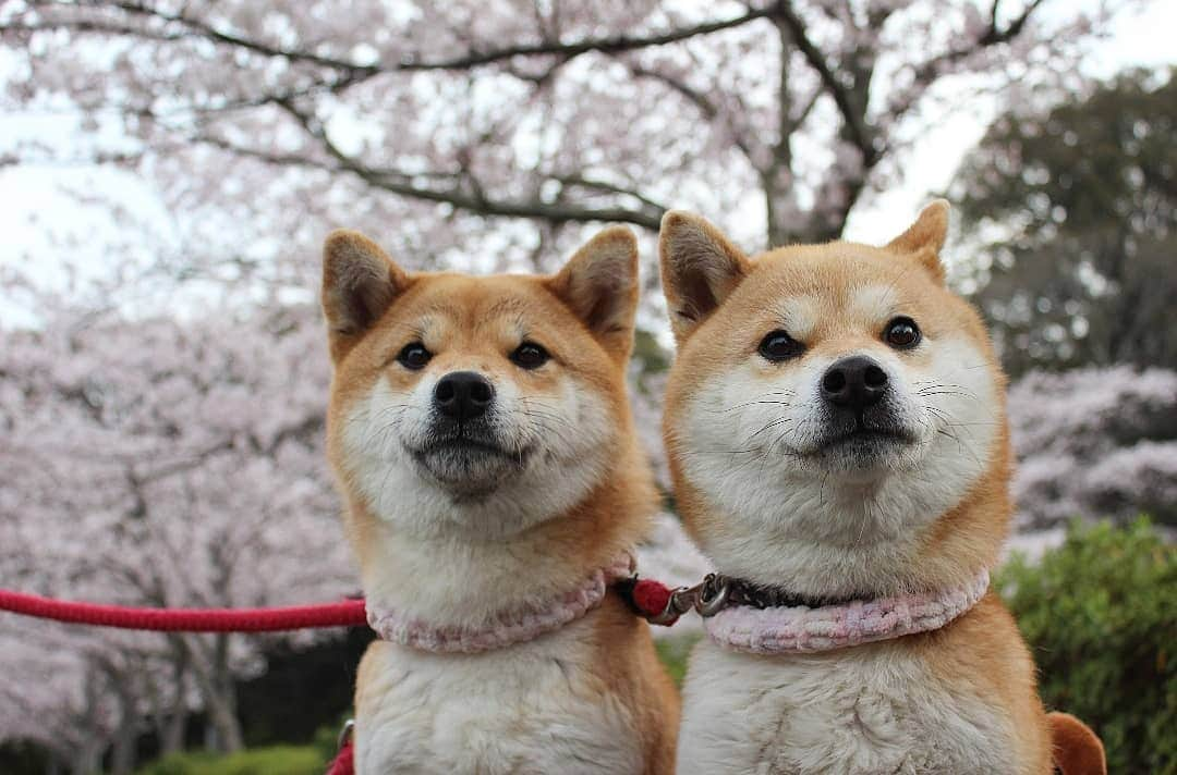 柴犬たま Shibainu Tamaさんのインスタグラム写真 - (柴犬たま Shibainu TamaInstagram)「桜見に行ったよ🌸 * Caption trans🇬🇧 We went to see the cherry blossoms🌸 * #柴犬たま #たママ #たま家族 #柴犬ミケ #一眼レフ #一眼レフカメラ #お出掛け #お花見 #満開 #さくら #サクラ #桜 #日本の春 #花とたま #花とミケ #柴犬 #shiba #shibainu #shibastagram #犬 #dog #多頭飼い」3月30日 16時08分 - tama7653