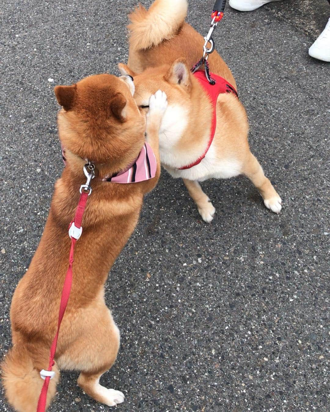 豆柴 サニーちゃんさんのインスタグラム写真 - (豆柴 サニーちゃんInstagram)「. . ご近所のきよしくんとサニーちゃんの ラブラブ劇場🥰 . サニーパンチしても (いつになく優しめサニーパンチで むしろ、ハグしているかのようw) 嬉しそうに受け入れてくれるきよしくん💖 . いつもならこんなに近い距離だと ガウガウ怒るのに〜 きよしくんとは相性いいみたい✨ . 年下の優しいきよしくんを 好きになってしまったようです☺️ . 🐻こんなにお耳をぺろぺろされたの は・じ・め・て🐾💘 . . ①好きだよ〜💕さに〜ちゃ〜ん ②もうぅ〜きよしったらぁ〜 ③おでこにチュ💋 ④口にしてくれよ〜 ⑤もぅ〜きよしったらぁ(顔をぎゅー) ⑥だから〜おでこ💋 ⑦今日は許してやるか ⑧さにーうれしい(尻尾ふりふり💕) ⑨きよしく〜ん💕 ⑩ぺろぺろされた頭🤣🤣 . . #年下の男の子 #大人の魅力 #優しくハグ #おでこにキス #おあずけのキスのゆくえ #好きになっちゃったかも #サニーときよしくん . #柴犬#豆柴 #赤柴 #まめしばいぬ#まめしば#いぬのきもち#ふわもこ部 #pecoいぬ部#pecotv#サンデイ#サンデイいぬ組#anicas #shiba_snap#todayswanko#west_dog_japan #shibainu #shiba#mameshiba#shibastagram #豆柴サニーちゃん」3月30日 16時08分 - sunny_rei_32