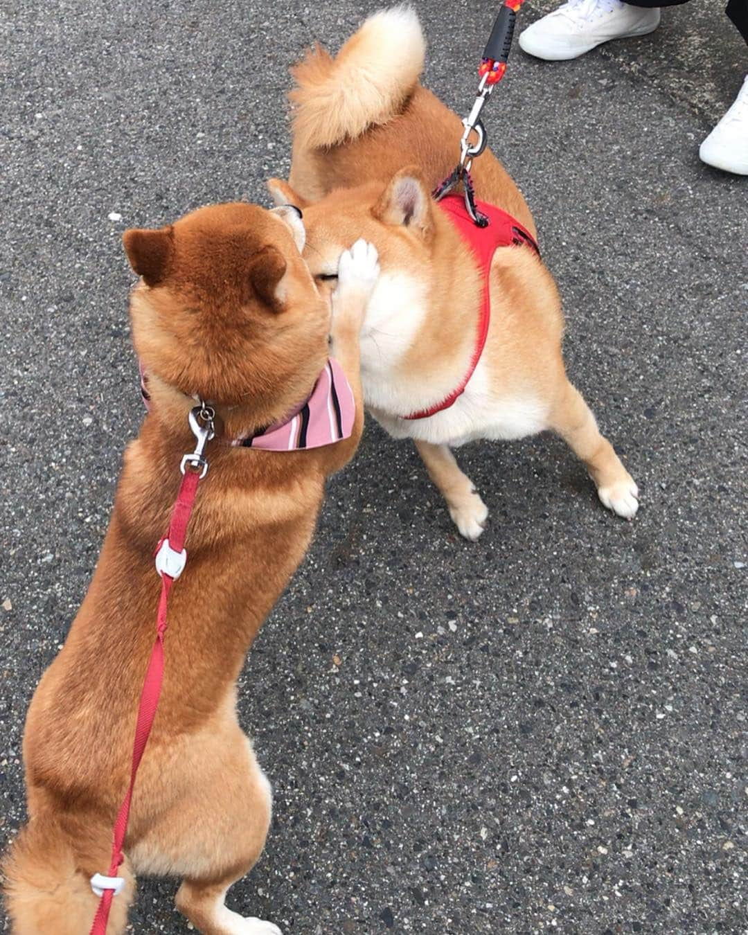 豆柴 サニーちゃんさんのインスタグラム写真 - (豆柴 サニーちゃんInstagram)「. . ご近所のきよしくんとサニーちゃんの ラブラブ劇場🥰 . サニーパンチしても (いつになく優しめサニーパンチで むしろ、ハグしているかのようw) 嬉しそうに受け入れてくれるきよしくん💖 . いつもならこんなに近い距離だと ガウガウ怒るのに〜 きよしくんとは相性いいみたい✨ . 年下の優しいきよしくんを 好きになってしまったようです☺️ . 🐻こんなにお耳をぺろぺろされたの は・じ・め・て🐾💘 . . ①好きだよ〜💕さに〜ちゃ〜ん ②もうぅ〜きよしったらぁ〜 ③おでこにチュ💋 ④口にしてくれよ〜 ⑤もぅ〜きよしったらぁ(顔をぎゅー) ⑥だから〜おでこ💋 ⑦今日は許してやるか ⑧さにーうれしい(尻尾ふりふり💕) ⑨きよしく〜ん💕 ⑩ぺろぺろされた頭🤣🤣 . . #年下の男の子 #大人の魅力 #優しくハグ #おでこにキス #おあずけのキスのゆくえ #好きになっちゃったかも #サニーときよしくん . #柴犬#豆柴 #赤柴 #まめしばいぬ#まめしば#いぬのきもち#ふわもこ部 #pecoいぬ部#pecotv#サンデイ#サンデイいぬ組#anicas #shiba_snap#todayswanko#west_dog_japan #shibainu #shiba#mameshiba#shibastagram #豆柴サニーちゃん」3月30日 16時08分 - sunny_rei_32