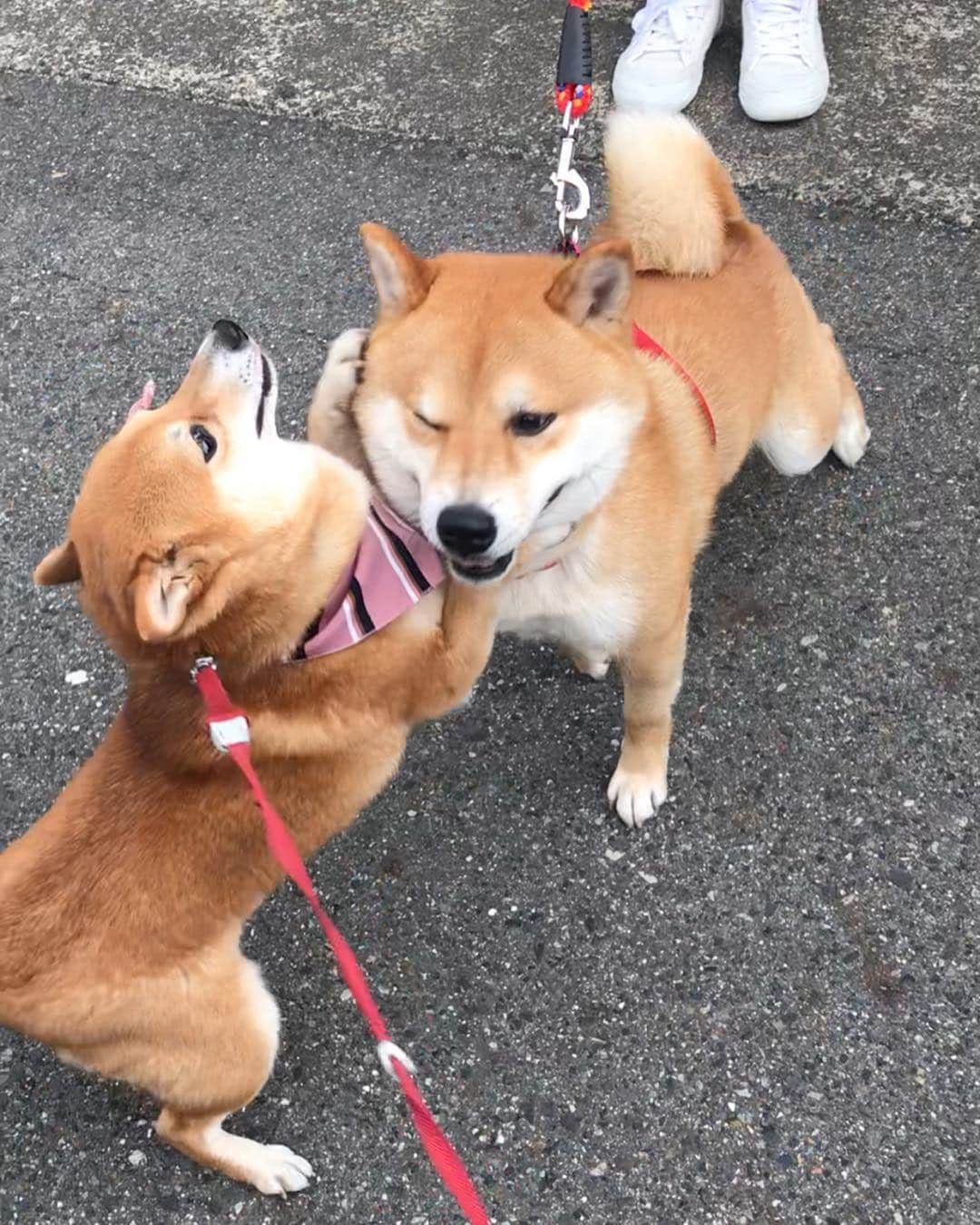 豆柴 サニーちゃんさんのインスタグラム写真 - (豆柴 サニーちゃんInstagram)「. . ご近所のきよしくんとサニーちゃんの ラブラブ劇場🥰 . サニーパンチしても (いつになく優しめサニーパンチで むしろ、ハグしているかのようw) 嬉しそうに受け入れてくれるきよしくん💖 . いつもならこんなに近い距離だと ガウガウ怒るのに〜 きよしくんとは相性いいみたい✨ . 年下の優しいきよしくんを 好きになってしまったようです☺️ . 🐻こんなにお耳をぺろぺろされたの は・じ・め・て🐾💘 . . ①好きだよ〜💕さに〜ちゃ〜ん ②もうぅ〜きよしったらぁ〜 ③おでこにチュ💋 ④口にしてくれよ〜 ⑤もぅ〜きよしったらぁ(顔をぎゅー) ⑥だから〜おでこ💋 ⑦今日は許してやるか ⑧さにーうれしい(尻尾ふりふり💕) ⑨きよしく〜ん💕 ⑩ぺろぺろされた頭🤣🤣 . . #年下の男の子 #大人の魅力 #優しくハグ #おでこにキス #おあずけのキスのゆくえ #好きになっちゃったかも #サニーときよしくん . #柴犬#豆柴 #赤柴 #まめしばいぬ#まめしば#いぬのきもち#ふわもこ部 #pecoいぬ部#pecotv#サンデイ#サンデイいぬ組#anicas #shiba_snap#todayswanko#west_dog_japan #shibainu #shiba#mameshiba#shibastagram #豆柴サニーちゃん」3月30日 16時08分 - sunny_rei_32