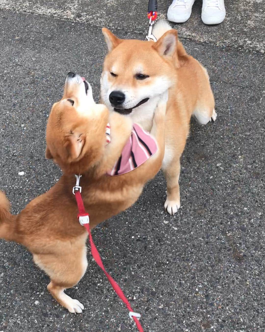 豆柴 サニーちゃんさんのインスタグラム写真 - (豆柴 サニーちゃんInstagram)「. . ご近所のきよしくんとサニーちゃんの ラブラブ劇場🥰 . サニーパンチしても (いつになく優しめサニーパンチで むしろ、ハグしているかのようw) 嬉しそうに受け入れてくれるきよしくん💖 . いつもならこんなに近い距離だと ガウガウ怒るのに〜 きよしくんとは相性いいみたい✨ . 年下の優しいきよしくんを 好きになってしまったようです☺️ . 🐻こんなにお耳をぺろぺろされたの は・じ・め・て🐾💘 . . ①好きだよ〜💕さに〜ちゃ〜ん ②もうぅ〜きよしったらぁ〜 ③おでこにチュ💋 ④口にしてくれよ〜 ⑤もぅ〜きよしったらぁ(顔をぎゅー) ⑥だから〜おでこ💋 ⑦今日は許してやるか ⑧さにーうれしい(尻尾ふりふり💕) ⑨きよしく〜ん💕 ⑩ぺろぺろされた頭🤣🤣 . . #年下の男の子 #大人の魅力 #優しくハグ #おでこにキス #おあずけのキスのゆくえ #好きになっちゃったかも #サニーときよしくん . #柴犬#豆柴 #赤柴 #まめしばいぬ#まめしば#いぬのきもち#ふわもこ部 #pecoいぬ部#pecotv#サンデイ#サンデイいぬ組#anicas #shiba_snap#todayswanko#west_dog_japan #shibainu #shiba#mameshiba#shibastagram #豆柴サニーちゃん」3月30日 16時08分 - sunny_rei_32