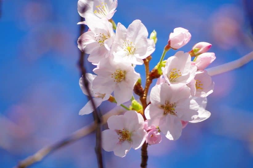 こどもの国キッズダムさんのインスタグラム写真 - (こどもの国キッズダムInstagram)「この日はポカポカとした1日でしたね。園内にはすでに半袖のおこさんも、おこさんだけでなく半袖のおとうさんの姿も。 少しずつですが芝生も緑に色付き始め、どんどん外遊びが楽しい季節になってきましたよ。  キッズダムの桜も開花宣言をしたこの日のイベントはこちら！ 快盗戦隊ルパンレンジャーVS警察戦隊パトレンジャー ショーです！ キッズダムにルパンレンジャーとパトレンジャーがやって来るのは初めてです(*^_^*) 詳しくはブログをチェックしてね→ http://kidsdom.blog.fc2.com/blog-entry-498.html  #千葉こどもの国キッズダム #こどもの国 #キッズダム #千葉 #市原 #親バカ部 #子供 #小学生 #幼稚園 #育児日記 #育児 #公園 #イベント #体験 #3月 #快盗戦隊ルパンレンジャー #警察戦隊パトレンジャー」3月30日 16時03分 - kodomonokunikidsdom