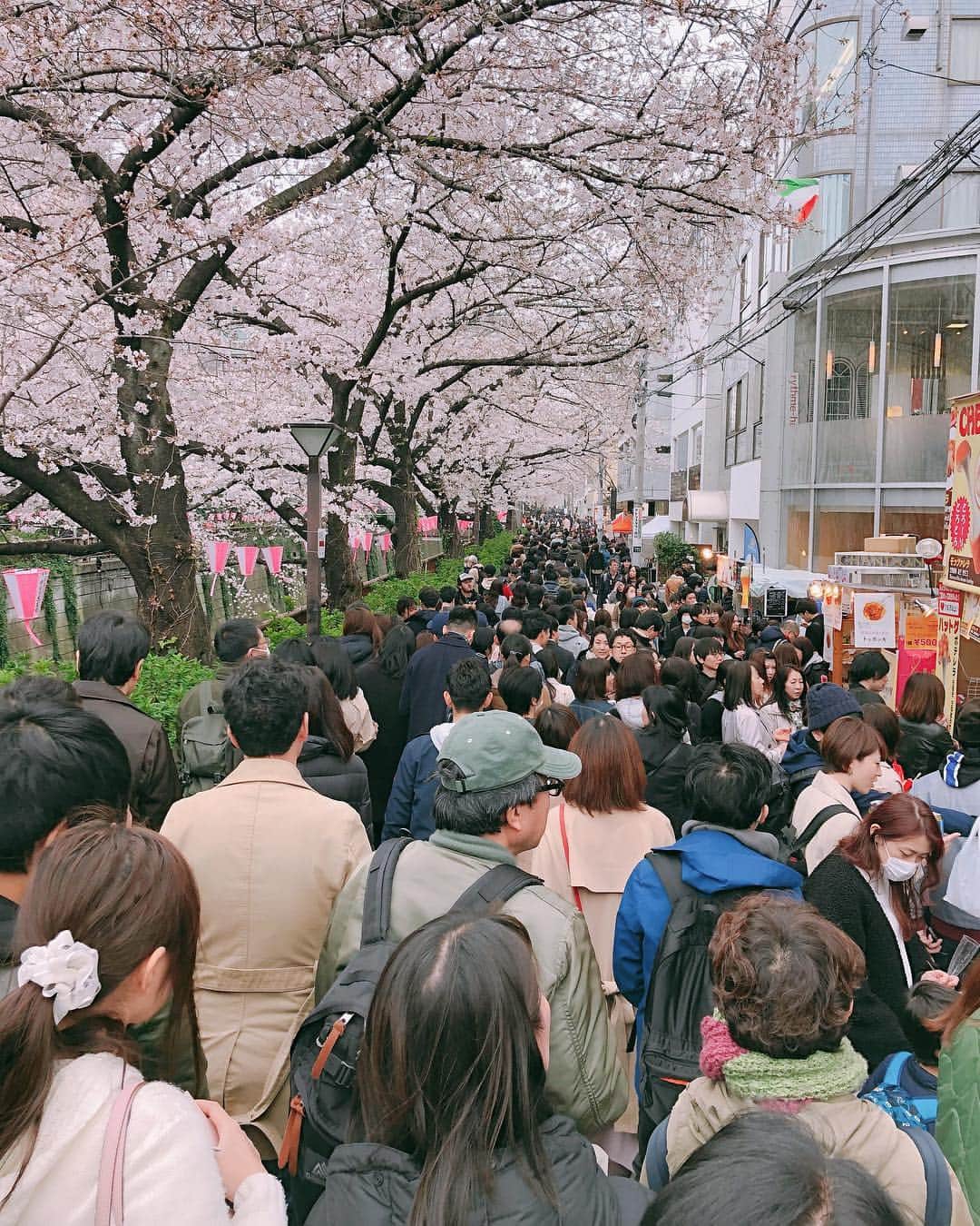 秋山具義さんのインスタグラム写真 - (秋山具義Instagram)「目黒川は、桜も満開ですが、﻿ 人も満開。﻿ ﻿ #目黒川の桜パトロール2019」3月30日 16時08分 - gugitter