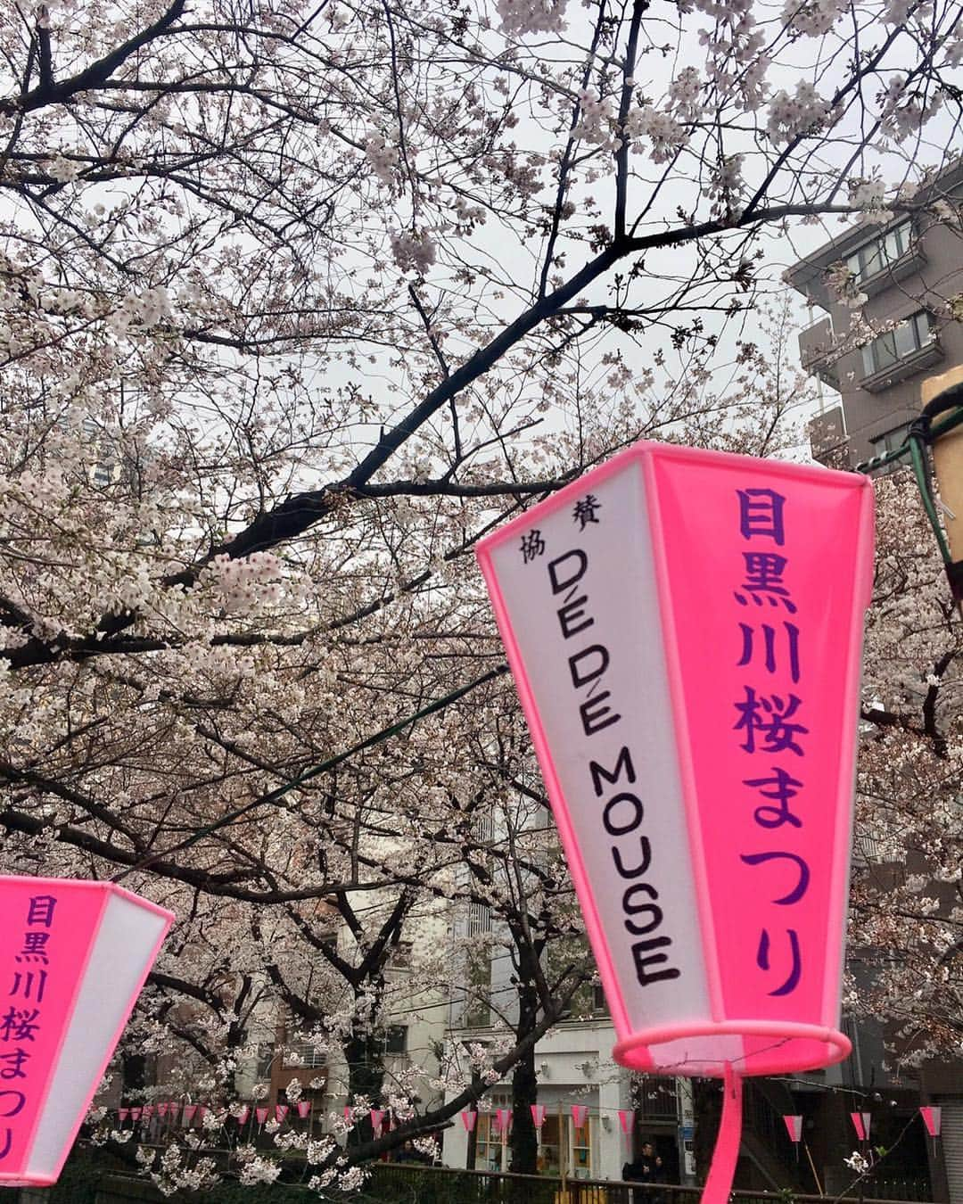 DE DE MOUSEさんのインスタグラム写真 - (DE DE MOUSEInstagram)「My traditional lantern on spring river at meguro✨🌸🏞🏮🐭🌸✨ 今年もデデマウス提灯が目黒川桜祭りに出ています👍 今年も中目黒あたりにあるので探してみてくださいね😉 目黒川に提灯出し始めて4,5年経つな〜  #dedemouse #dédémouse #電電鼠 #デデマウス  #目黒川 #目黒川桜祭り」3月30日 16時17分 - dedemouse99