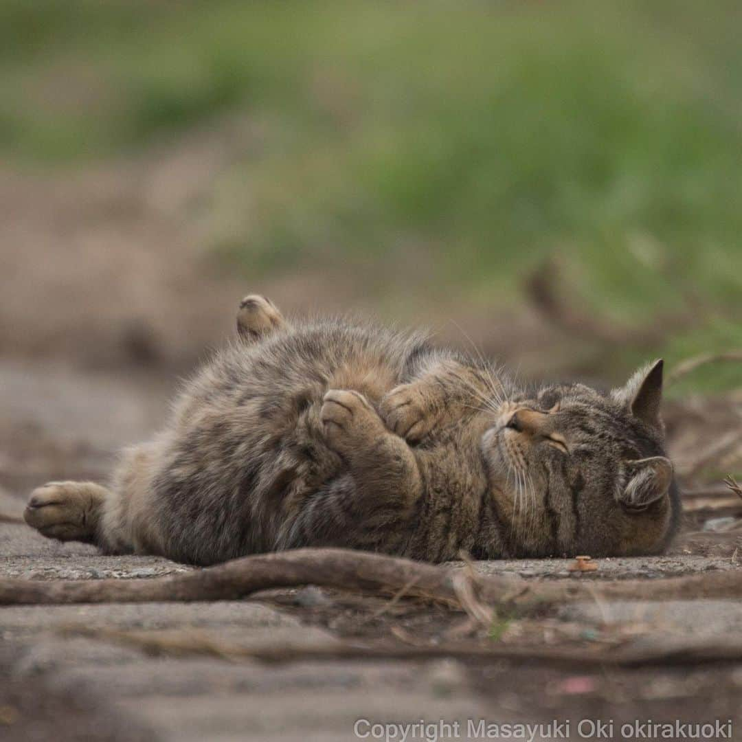 Masayukiさんのインスタグラム写真 - (MasayukiInstagram)「もふもふのトランポリン。  #cat #ねこ」3月30日 16時15分 - okirakuoki