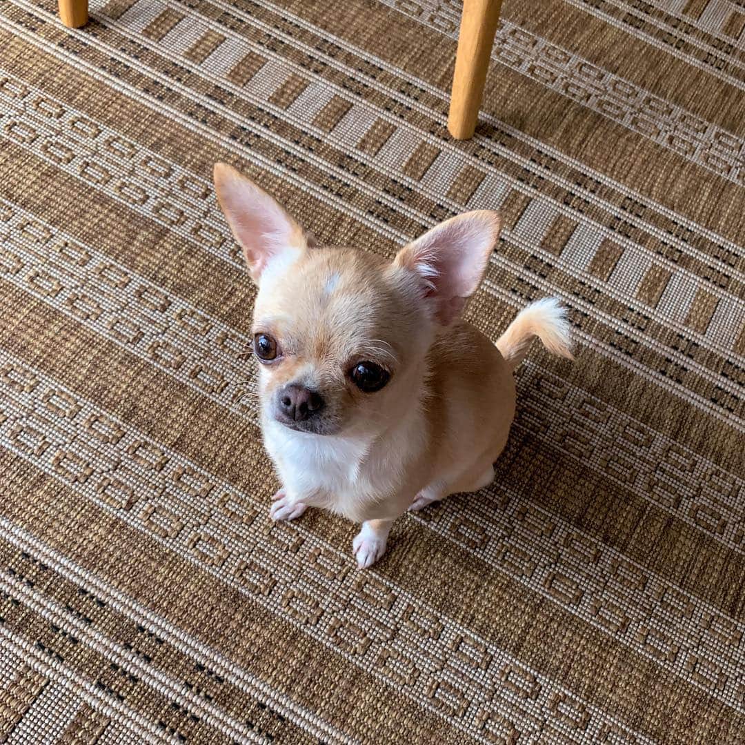 巴田みず希さんのインスタグラム写真 - (巴田みず希Instagram)「この角度 ・ 可愛くない⁉️ ・ ・ ・ #ぬいぐるみみたい 🐕 #生きてます  #最近の写真  #chihuahua #チワワ #チワワ部 #dog #doglovers #dogstagram #instadog #petsofinstagram #lovedogs #ilovedogs #小晴 #犬のいる暮らし #chihuahuaoftheday #mydog #lovemydog #ilovemydog #チワスタグラム #cute #cutedog #cutechihuahua #ワンコなしでは生きて行けません会 #スムースコートチワワ #スムチー #ちわすたぐらむ #わんこのいる生活 #わんこ」3月30日 16時36分 - mizukitomoda
