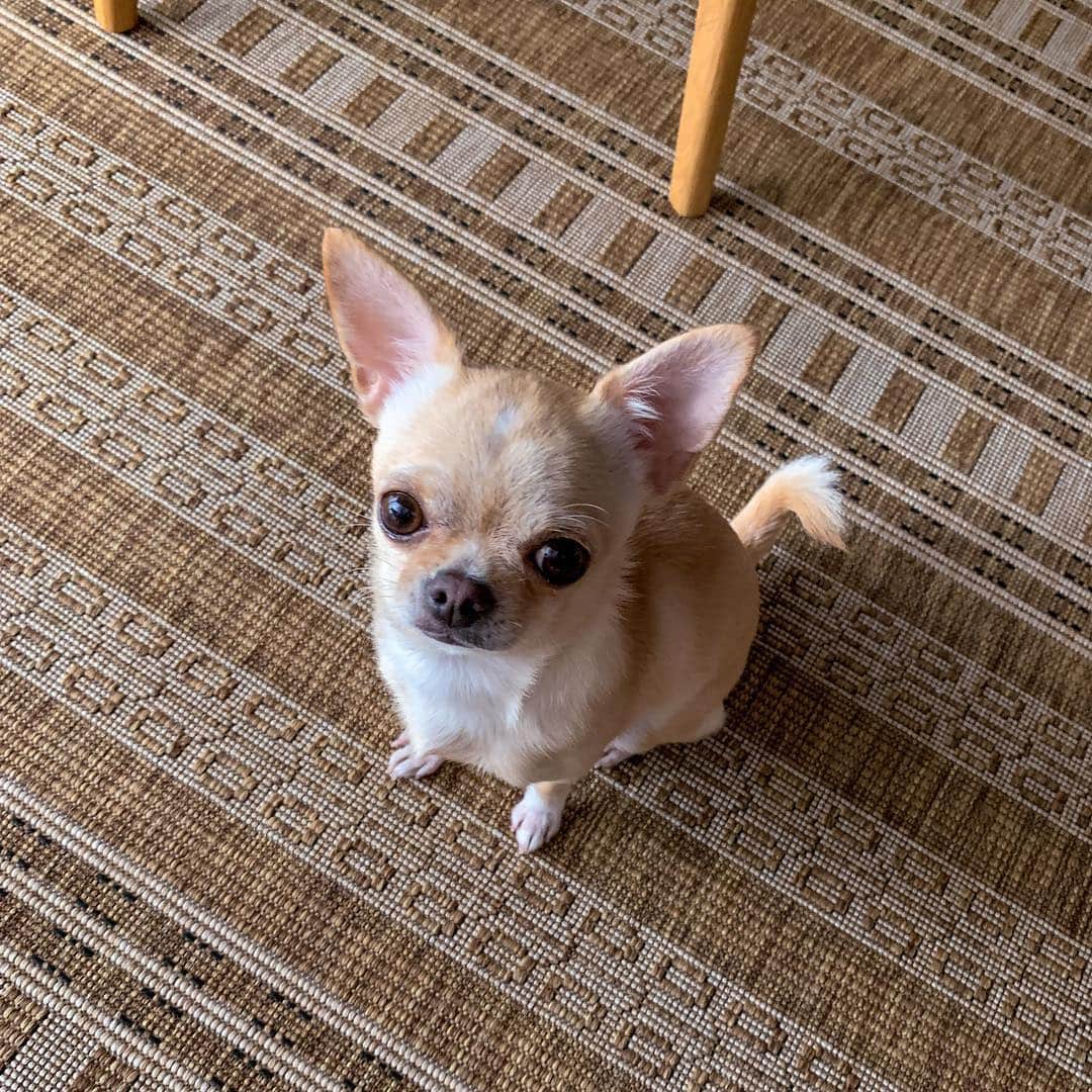 巴田みず希さんのインスタグラム写真 - (巴田みず希Instagram)「この角度 ・ 可愛くない⁉️ ・ ・ ・ #ぬいぐるみみたい 🐕 #生きてます  #最近の写真  #chihuahua #チワワ #チワワ部 #dog #doglovers #dogstagram #instadog #petsofinstagram #lovedogs #ilovedogs #小晴 #犬のいる暮らし #chihuahuaoftheday #mydog #lovemydog #ilovemydog #チワスタグラム #cute #cutedog #cutechihuahua #ワンコなしでは生きて行けません会 #スムースコートチワワ #スムチー #ちわすたぐらむ #わんこのいる生活 #わんこ」3月30日 16時36分 - mizukitomoda