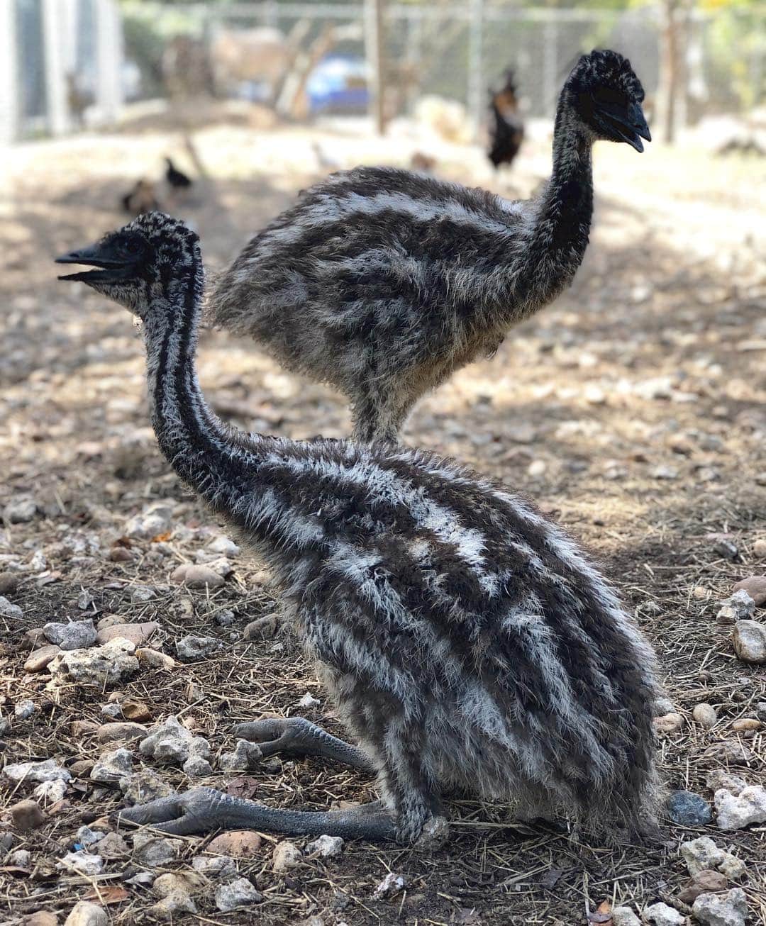 Zoological Wildlife Foundationさんのインスタグラム写真 - (Zoological Wildlife FoundationInstagram)「Our baby emus are growing quickly😊 . #emu #ratite #bigbird #zwfmiami #zwf」3月30日 7時58分 - zwfmiami