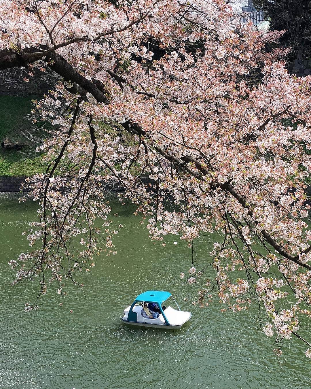 Yasuhito Shigakiさんのインスタグラム写真 - (Yasuhito ShigakiInstagram)「. . Enjoy spring 1-2 . . . . Tokyo, Japan」3月30日 7時51分 - neijin0218