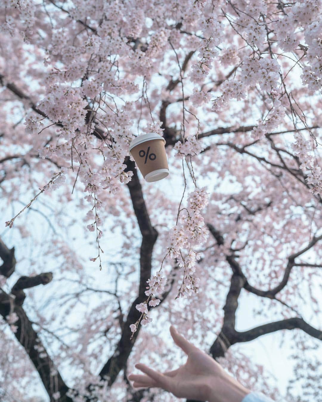 山口淳一さんのインスタグラム写真 - (山口淳一Instagram)「Cherry blossom season has started in Kyoto finally! - #ΔRΔBICΔ #arabica #arabicakyoto #arabicakyotoarashiyama #arabicakyotofujiidaimaru #arashiyama #fujidaimaru #coffee #espresso #latte #latteart #baguette #日本 #京都 #アラビカ #アラビカ京都 #アラビカ京都嵐山 #アラビカ京都藤井大丸 #コーヒー #ロースター #エスプレッソ #ラテ #ラテアート #art #京都カフェ」3月30日 7時57分 - junichi_yamaguchi