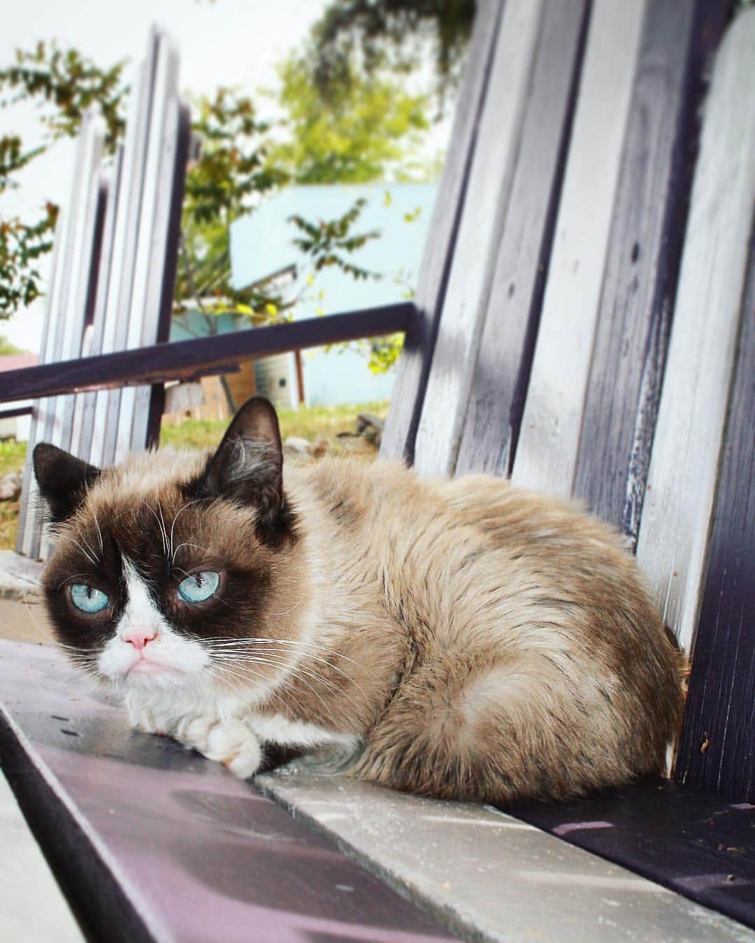 Grumpy Catさんのインスタグラム写真 - (Grumpy CatInstagram)3月30日 8時00分 - realgrumpycat