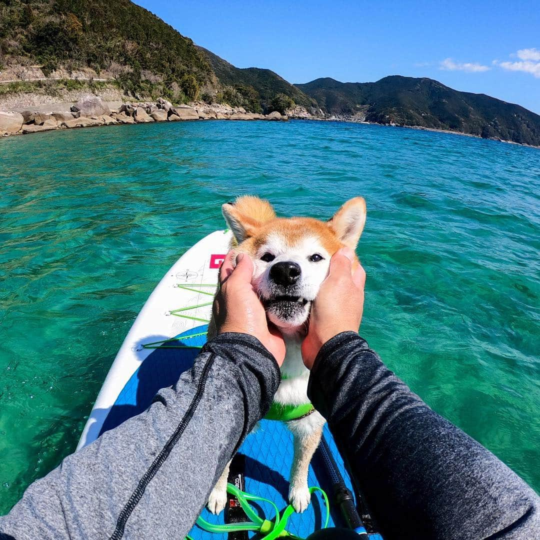 BlackRed shibasさんのインスタグラム写真 - (BlackRed shibasInstagram)「The time I spend with you is precious to me . また寒くなって乗れんよね… . . #goprohero7 @gopro @goprojp . . #GoProJP #neneandmusashi2019 #GoPro #ゴープロ #shiba #shibinu #柴犬 #しばいぬ #japan #gopropets #lovely #cute #goprodog #goproのある生活 #happy #goprodog #gopropets #otvadventures #besomedoggy #doggo #goprodogsquad #redpaddleco #capturedifferent #柴犬ライフ #gopro7 #goprohero7black #gopropov #sup」3月30日 8時05分 - black_red_jp