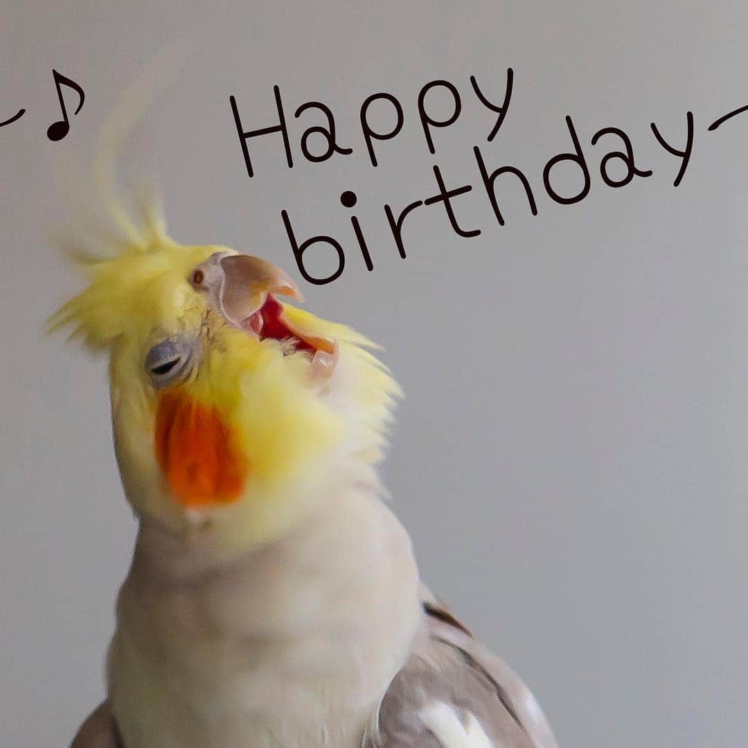 YURAPOi ゆらぽぃさんのインスタグラム写真 - (YURAPOi ゆらぽぃInstagram)「POi 's birthday song practicing for YURA♬🎤🐤💛🎶 Yura turned 11 today! #happybirthday 🎂🎁🎉💝🎂🎁🎉💝」3月30日 8時18分 - ryoichisakai