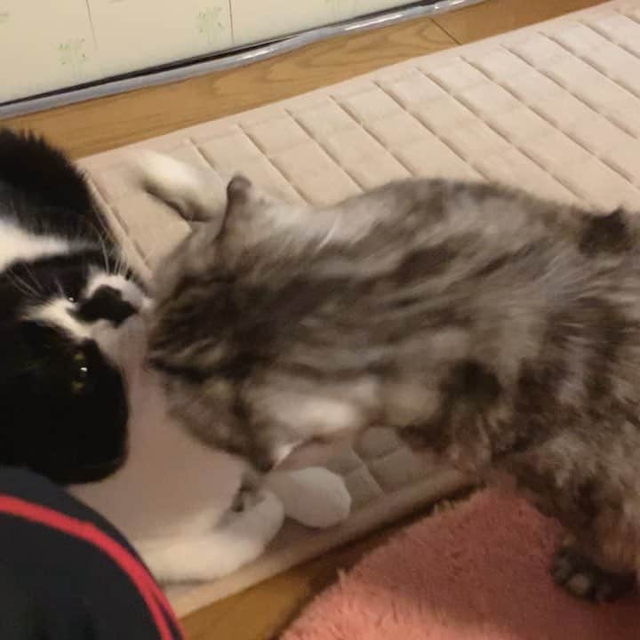 のインスタグラム：「Good morning!! 🌤→☃️おはナビムーギーギー‼︎ *  ナビちんの必殺？高速？パンチ2本立て🎥 (ฅ`･ω･´)っ= *  #戸惑っているムーギー #戸惑っているギーギー *  #ナビちん#ムーギー#ギーギー#muugieeboy#neko#cat#猫#ネコ#ねこ#スコティッシュフォールド#まんじゅう部#致命的な魅力#scottishfold#catsofinstagram #cats_of_instagram#cats_lover#ハチワレ」