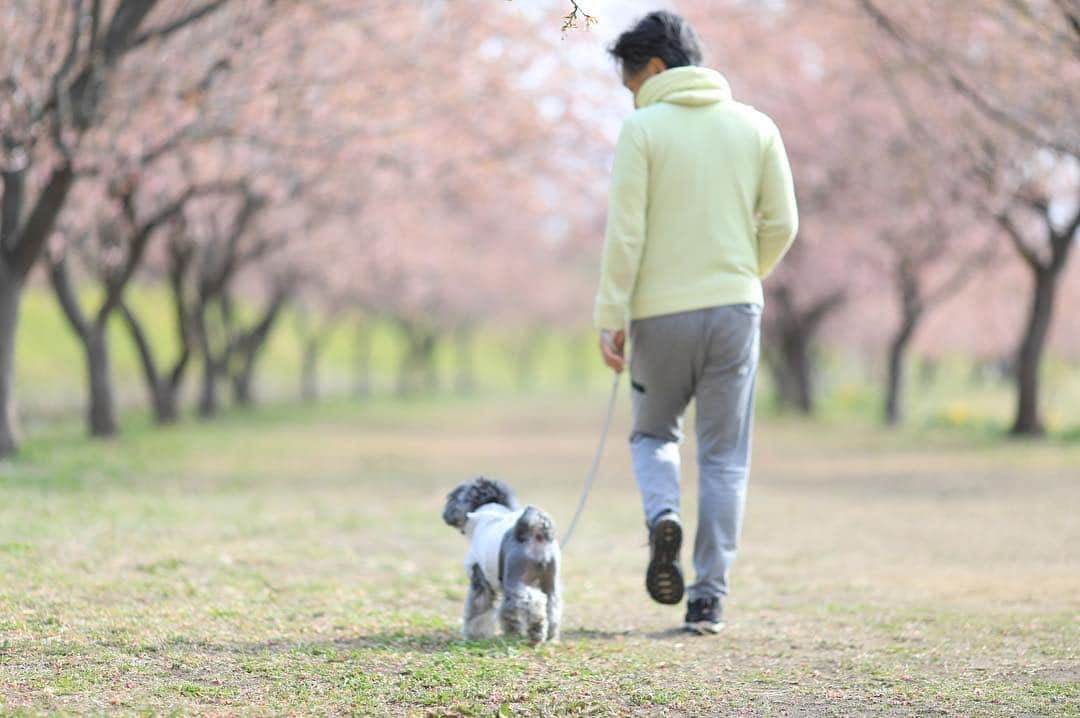 中野区在住のミニシュナのInstagramさんのインスタグラム写真 - (中野区在住のミニシュナのInstagramInstagram)「♪ 仲良しなおふたりさん❤️ いつものお散歩も桜があるだけで、絵になる〜と思って撮った一枚だけど、、、どれもピントが合ってないとパパ様に怒られた(T ^ T) ・ 全体的にボケてふんわりなお気に入りなpicなんだけどな。。。（笑） ♪ #しゅなら部 #ミニチュアシュナウザー #ミニシュナ #シュナウザー #miniatureschnauzer #schnauzer #schnauzerofinstagram #schnauzer_lovers  #schnauzer_planet  #schnauzer_of_instagram  #schnauzer_feature  #花と犬  #わんことお出かけ  #inulog #east_dog_japan #all_dog_japan  #todayswanko  #inutokyo  #dogsta #pecoいぬ部 #qpetいぬ部 #イヌトミィ #rakutenpet #insta_dog #this_is_mylifeな1枚  #bokehphotography #bokehgraph #bokeh_addicts #bokehdog」3月30日 8時23分 - marble_eve