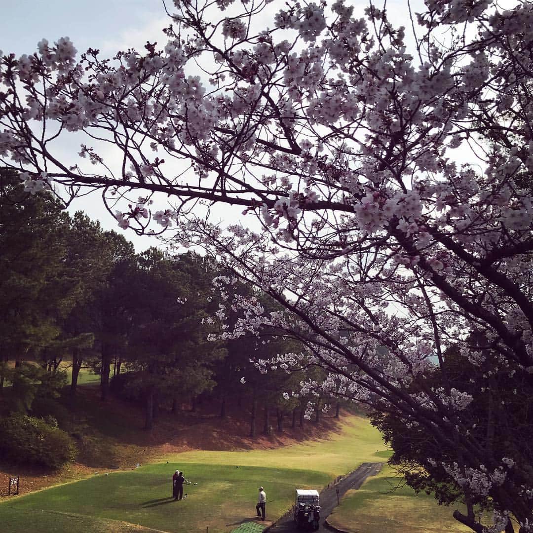 TOGGYさんのインスタグラム写真 - (TOGGYInstagram)「ボンジョルノ！  早起きして芝浦建設さんのコンペ⛳️ 本日のテーマは真っ直ぐ🏌️‍♂️ #toggy #golf #sakura #花見ゴルフ #fukuoka #japan #ゴルフコンペ」3月30日 8時34分 - dj_toggy