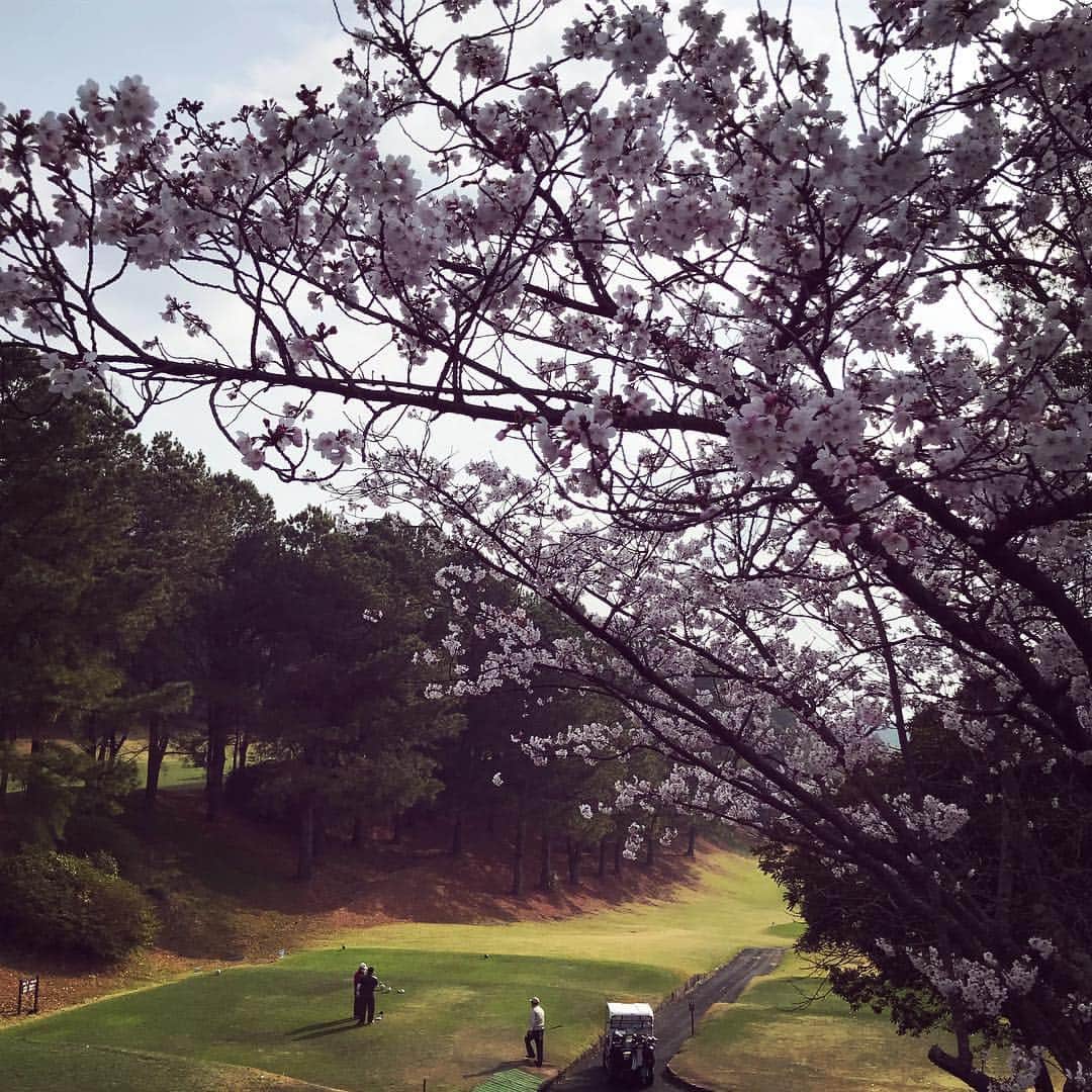 のインスタグラム：「ボンジョルノ！  早起きして芝浦建設さんのコンペ⛳️ 本日のテーマは真っ直ぐ🏌️‍♂️ #toggy #golf #sakura #花見ゴルフ #fukuoka #japan #ゴルフコンペ」