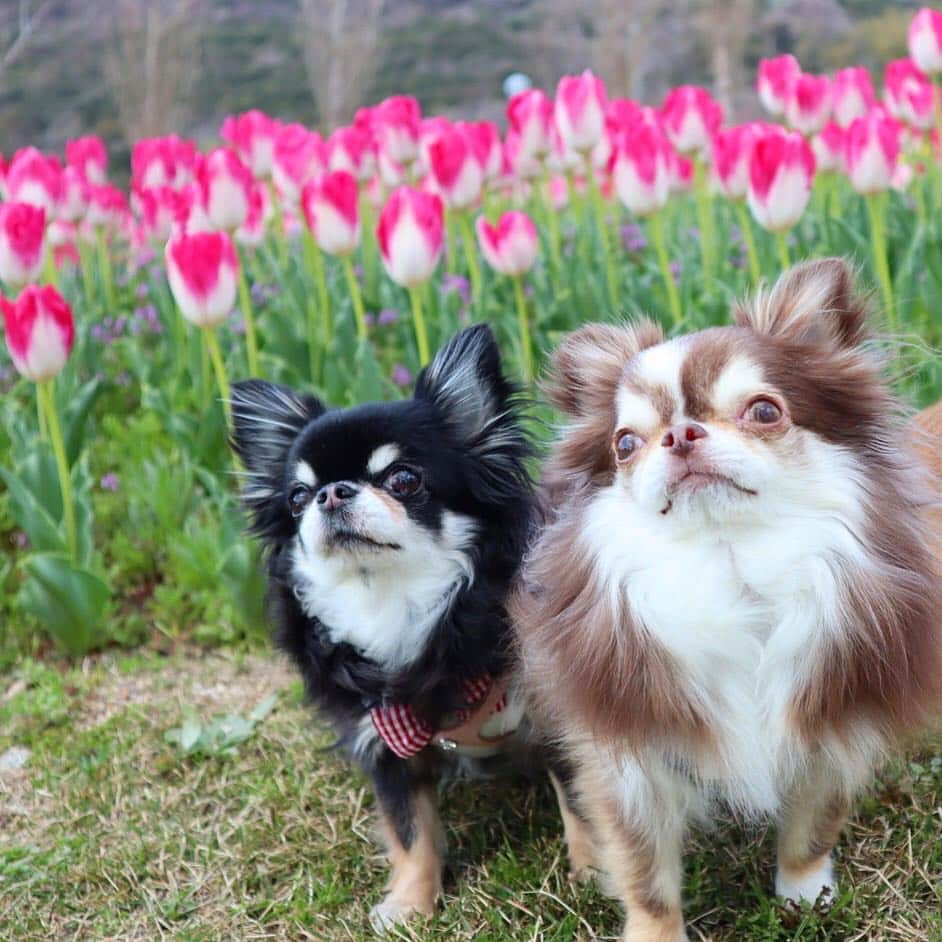 のインスタグラム：「* * チューリップと🌷 * めろめろ💗らいちん * * #チューリップ #chihuahua#chihuahualove#dogstgram#dog#instadog#チワワ#チワワ大好き * *」