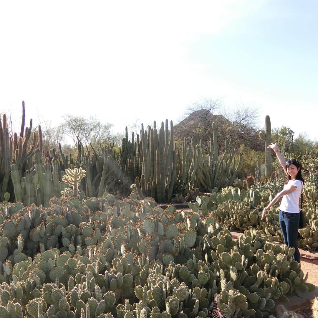 栗山麗美のインスタグラム：「🌵Desert Botanical Garden🌵（砂漠植物園） * * アリゾナといえばサボテン🏜 * 東京ドーム約12個分の敷地内に5万個以上の植物が、サボテンを中心に生育されています😳 鉢に植えられているサボテン以外見たことなかったので、量と種類に感動しました🤣 *  広いですが平らで歩きやすいので、ベビーカーも楽チンでした💡 *  まるでパイナップルのような珍しい種類のサボテンも発見🍍かわいい😍 *  お土産は最近気になっているDr. Seussの絵本にしました📖✨ まだ娘には早いので私の勉強用に〜と思って買ったけど、娘もお気に入りのよう笑 まだ日本語でも英語でもないけれど、自分なりにストーリーを考えてお話している様子がたまらない😌🎶 *  #desertbotanicalgarden #cactus #🌵 #Arizona #phoenix #oregon #portland #drseuss #アメリカ暮らし #ポートランド生活 #ポートランド #アメリカ子育て #アメリカ育児」