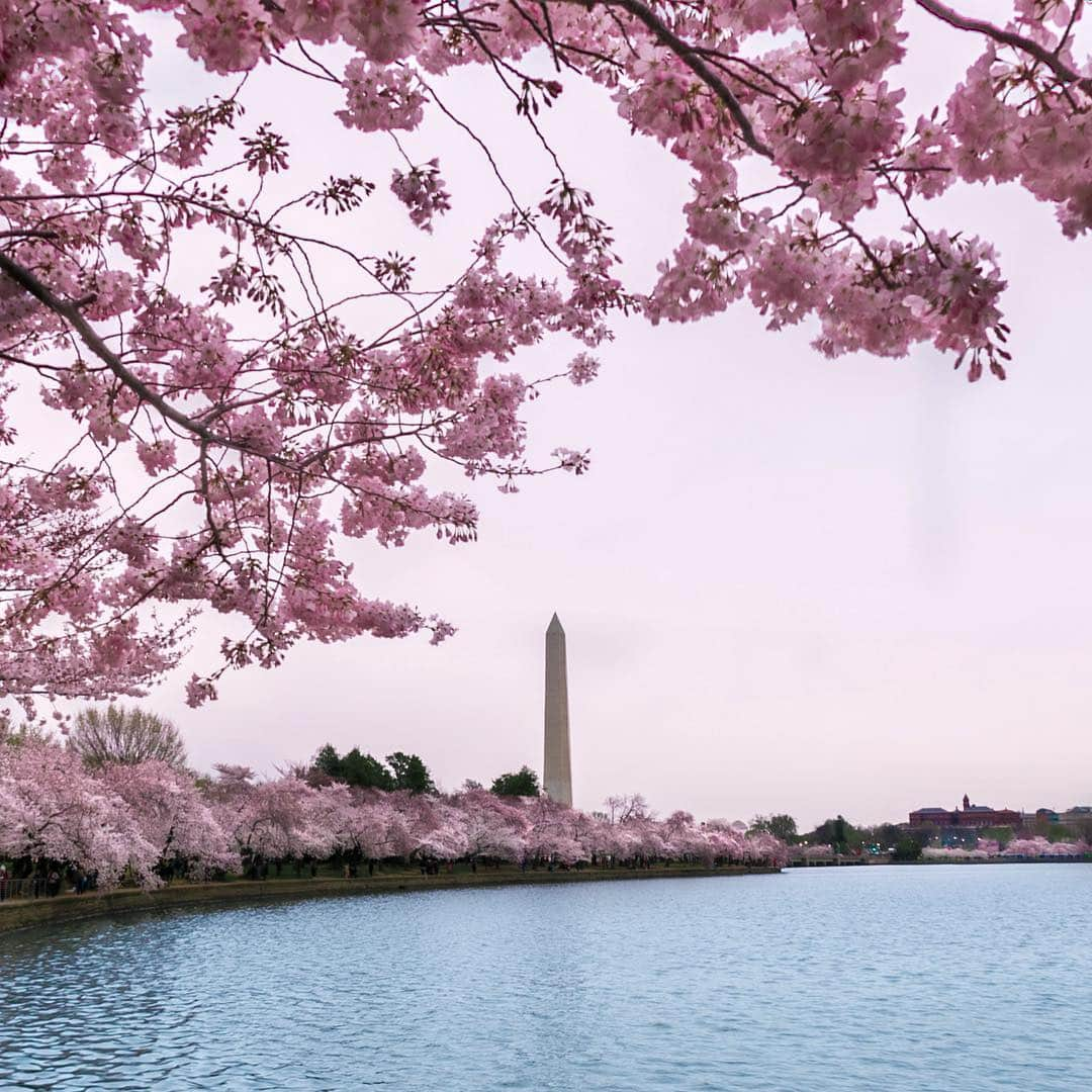 アメリカ内務省さんのインスタグラム写真 - (アメリカ内務省Instagram)「🌸🌸🌸 Each spring in our nation's capital, the cherry blossoms bring an explosion of color to the Tidal Basin. April 1st is the predicted date for the beginning of peak bloom when about 70% of the #cherryblossoms are open. For the next several weeks the National Mall and Memorial Parks in #WashingtonDC will be bustling with events for the national #cherryblossomfestival. Photo courtesy of Jennifer Kaye (@jkayephotography). #cherryblossomDC #travel #usinterior」3月30日 9時01分 - usinterior