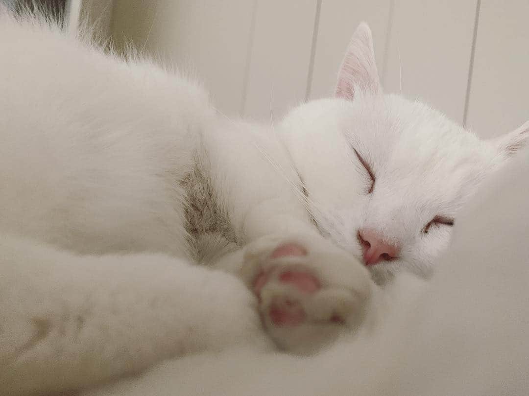 ダニョ（鈴木えみ）さんのインスタグラム写真 - (ダニョ（鈴木えみ）Instagram)「🐱❤️👩🏻 #danyo #danyocawaii #munchkin #whitecat #catstagram #catlovers」3月30日 9時17分 - danyostagram