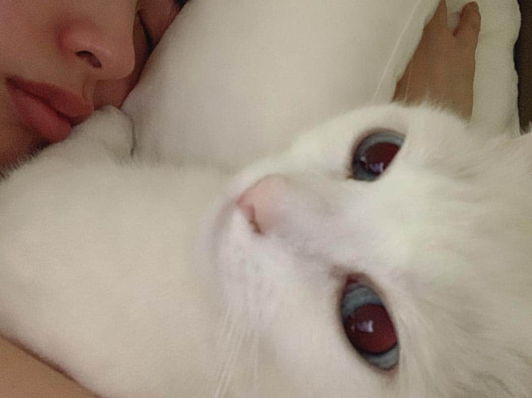 ダニョ（鈴木えみ）のインスタグラム：「🐱❤️👩🏻 #danyo #danyocawaii #munchkin #whitecat #catstagram #catlovers」