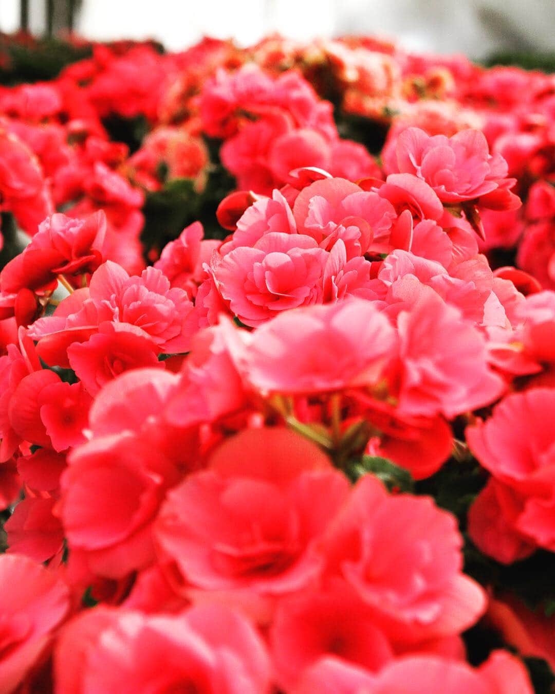 愛知県田原市さんのインスタグラム写真 - (愛知県田原市Instagram)「pink pink pink 無敵ピンク  #リーガスベゴニア#日本一の花の生産地から日本一花を贈るまちへ#３月#別れの季節#花で送り出すのがたはら暮らし#元気に#いってらっしゃい#いつでも帰っておいで#別れがあれば出会いもある  #たはら暮らし * #渥美半島#田原市#田原#伊良湖岬#伊良湖#赤羽根 #tahara#irago#akabane #サーフィン#surfing#田舎暮らし#日々の暮らし#休日の過ごし方#スローライフ#instagramjaran#igersjp」3月30日 9時20分 - tahara_kurashi