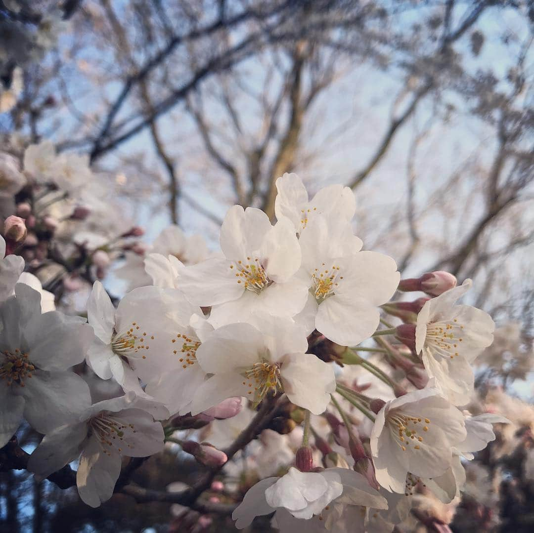 氷浦紫さんのインスタグラム写真 - (氷浦紫Instagram)「#桜 そろそろ満開かな～ 今年は#お花見行けず あ。今年もか。笑  #Cherrytree#ソメイヨシノ#染井吉野#桜#さくら#桜2019#Cherryblossom#InstagramJapan#東京#東京の桜」3月30日 9時33分 - yukalihiula