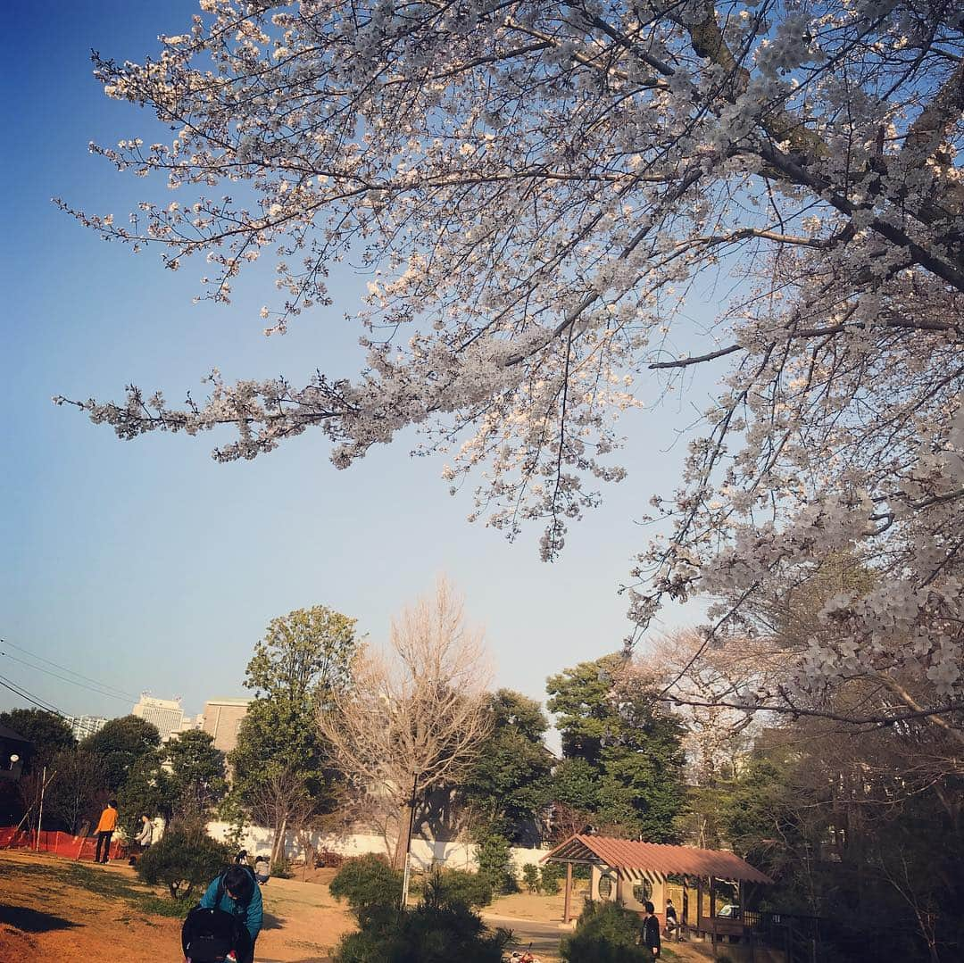 氷浦紫さんのインスタグラム写真 - (氷浦紫Instagram)「#桜 そろそろ満開かな～ 今年は#お花見行けず あ。今年もか。笑  #Cherrytree#ソメイヨシノ#染井吉野#桜#さくら#桜2019#Cherryblossom#InstagramJapan#東京#東京の桜」3月30日 9時33分 - yukalihiula