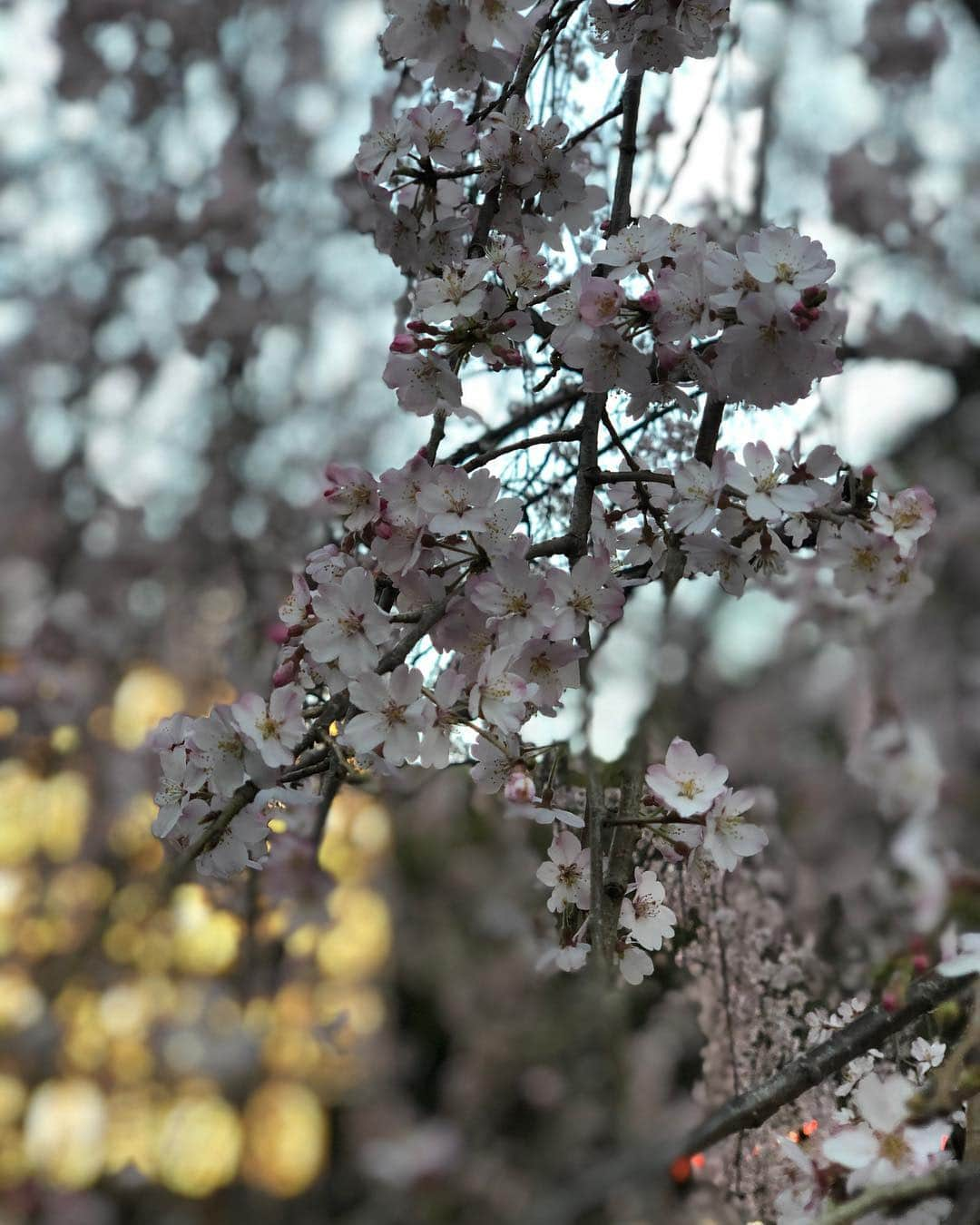 太田モニカさんのインスタグラム写真 - (太田モニカInstagram)「どこへ行っても桜が満開だね❤︎‼︎ 素敵な週末を🌸 . . #monikalifestyle #love #sakura #instagood」3月30日 9時51分 - x.monika86.x