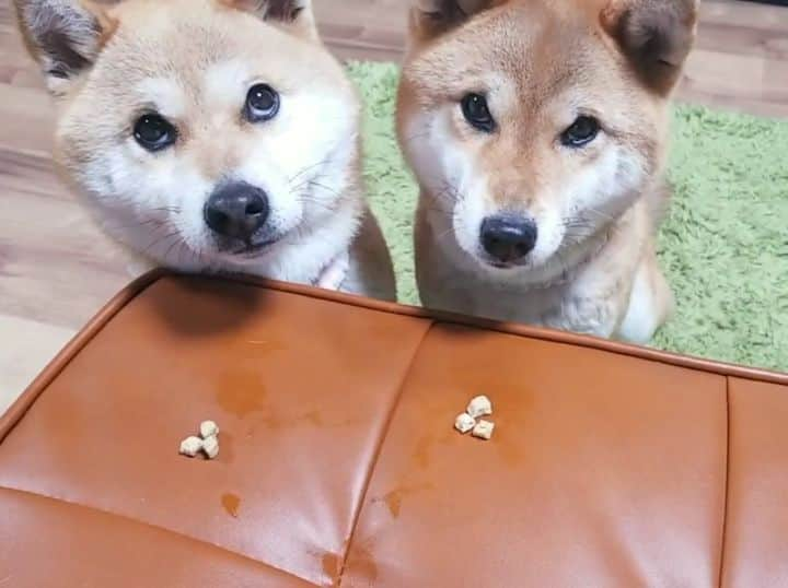 柴犬たま Shibainu Tamaのインスタグラム