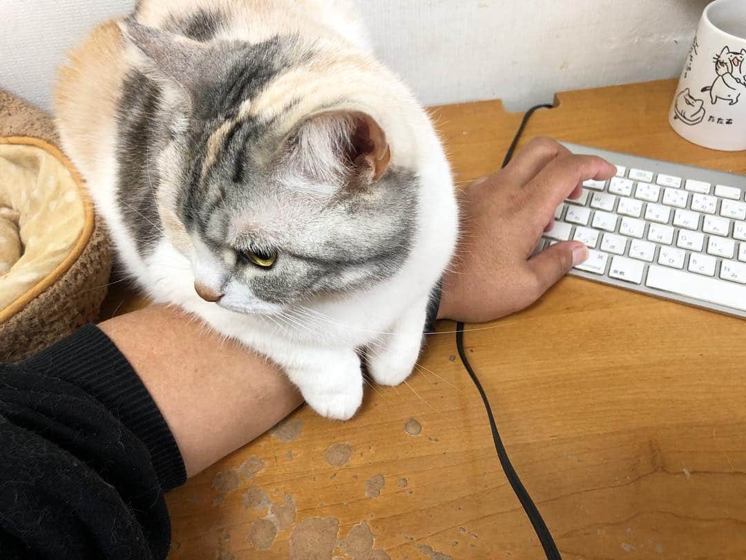 ホタテ＆クラム＆シラスのインスタグラム：「ショートカットキーが押しにくい…（笑） #cat #neko #ScottishFold #猫 #ねこ #スコティッシュフォールド #catstagram #instagram #instagramjapan #ig_japan #igersjp」