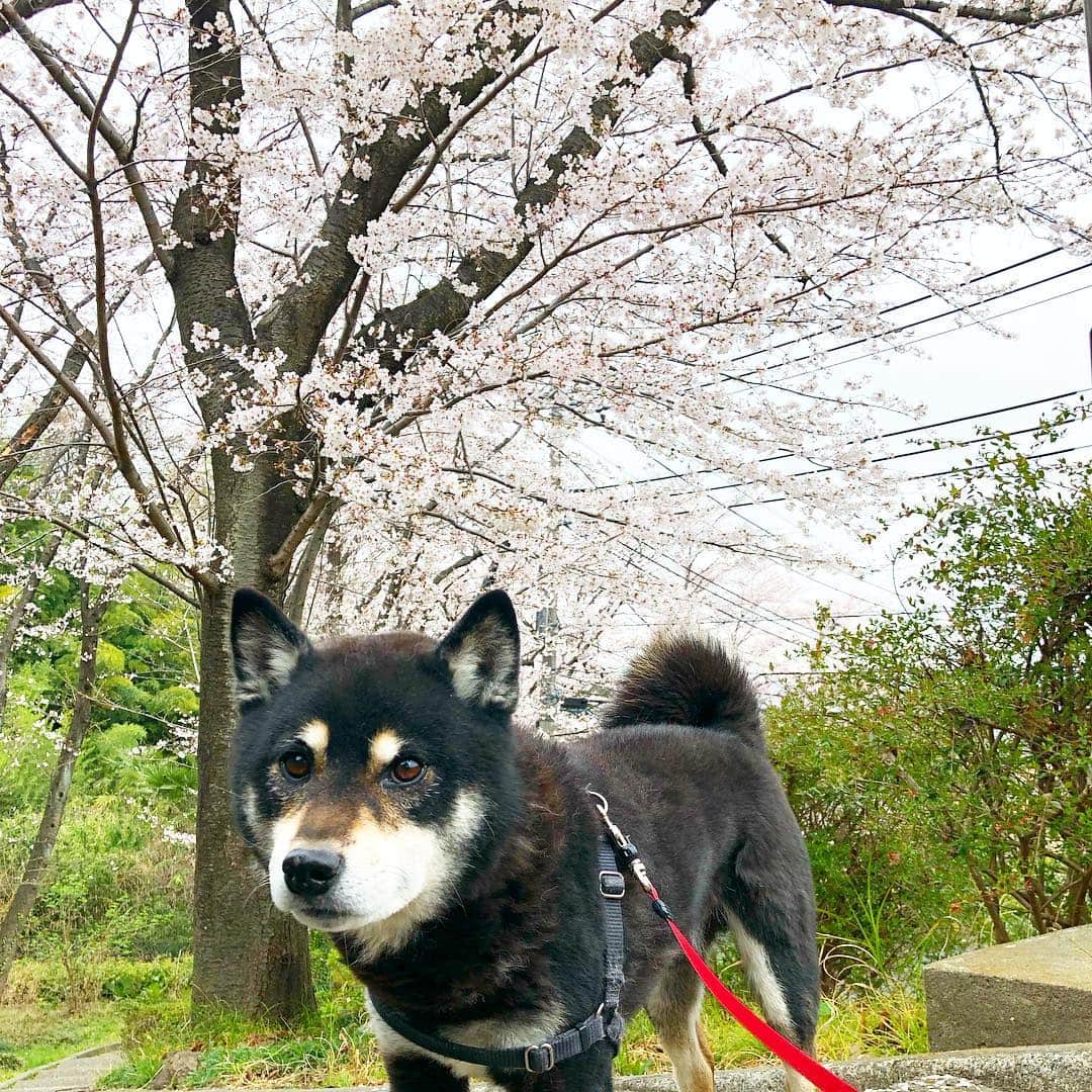 小川博永さんのインスタグラム写真 - (小川博永Instagram)「今日も花曇り。大分咲いてるなー。  #今朝まる #ししまる #dog #dogs #柴犬 #黒柴」3月30日 10時02分 - ogawahironaga
