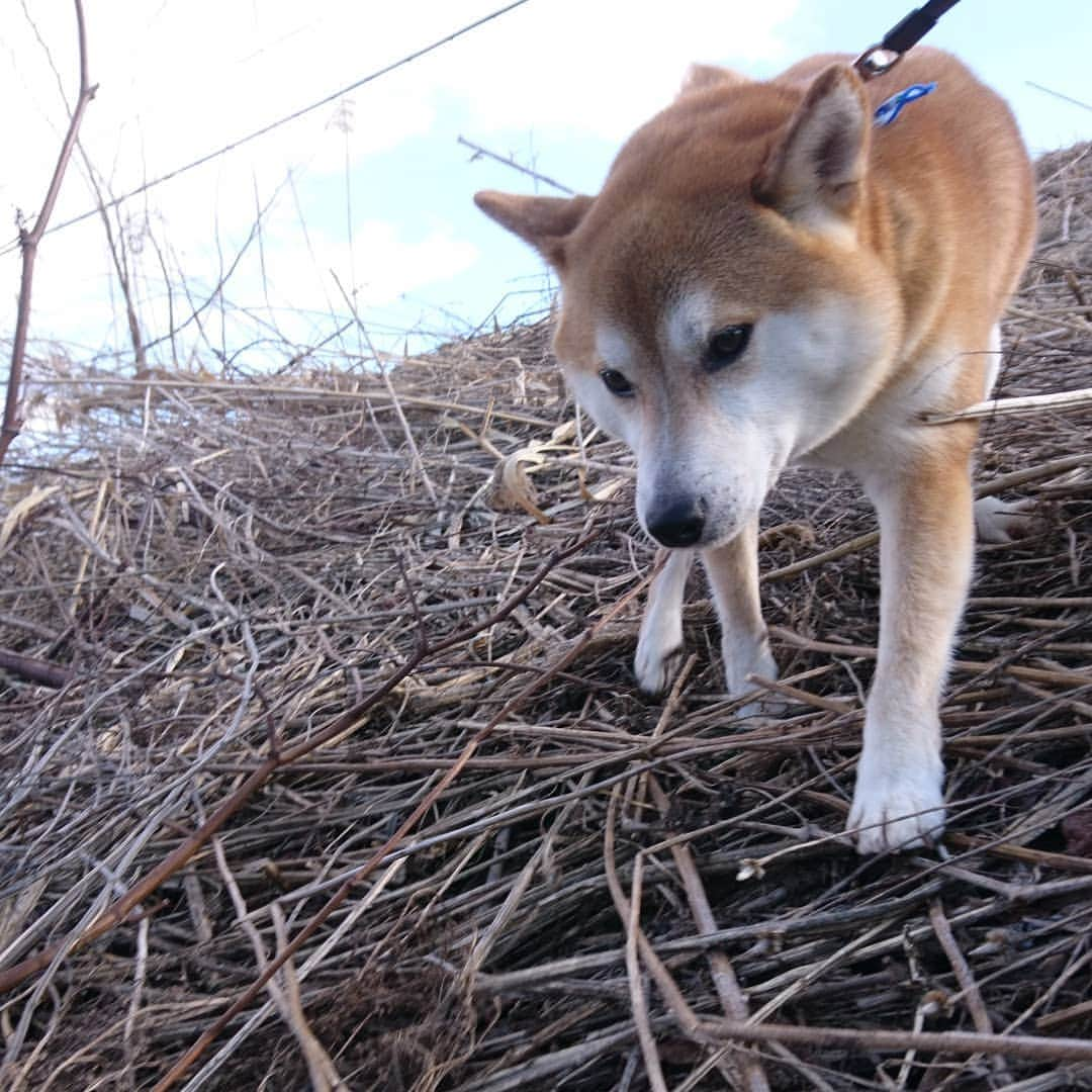 柴犬⭐️サスケさんのインスタグラム写真 - (柴犬⭐️サスケInstagram)「おはわん #朝ん歩 #💩#取りにくい#枝も持ち帰り#柴犬#赤柴#犬ら部#ふわもこ部」3月30日 10時07分 - shiba20150405