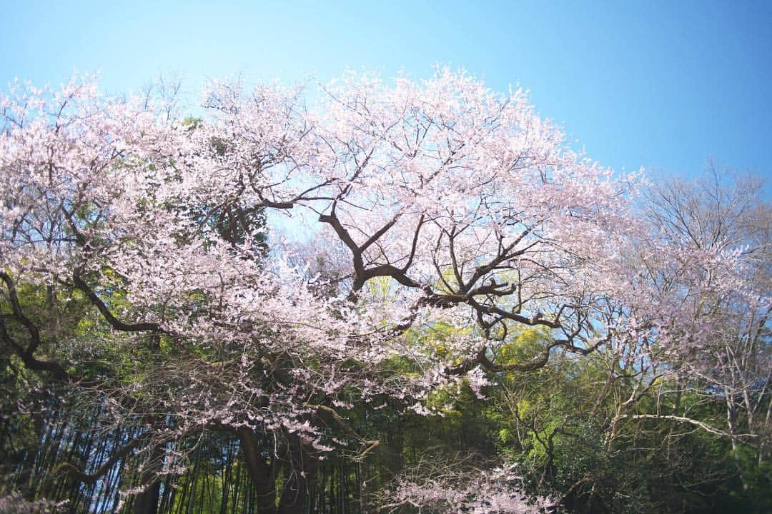 kiccyomuさんのインスタグラム写真 - (kiccyomuInstagram)「☁️ 2019.03.30 Sat * 北浅羽のあと… #北本自然観察公園 に寄ってみた #エドヒガンザクラ 拝見してきました 雄大な桜は、ダイナミック☺️ * 今日も元気に🤗  location #埼玉 #北本 撮影 3月24日」3月30日 10時27分 - kiccyomu