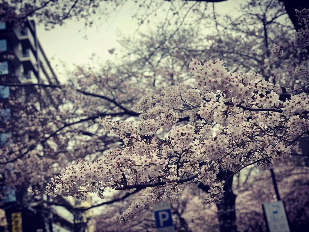 大雅さんのインスタグラム写真 - (大雅Instagram)「ランニング中に。 日本て季節によって色々な物があるから良い👍 でも夏が好き！！ #桜 #日本 #Japan #🇯🇵 #🌸」3月30日 10時27分 - taiga_814