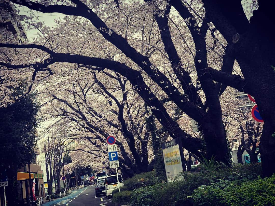 大雅さんのインスタグラム写真 - (大雅Instagram)「ランニング中に。 日本て季節によって色々な物があるから良い👍 でも夏が好き！！ #桜 #日本 #Japan #🇯🇵 #🌸」3月30日 10時27分 - taiga_814