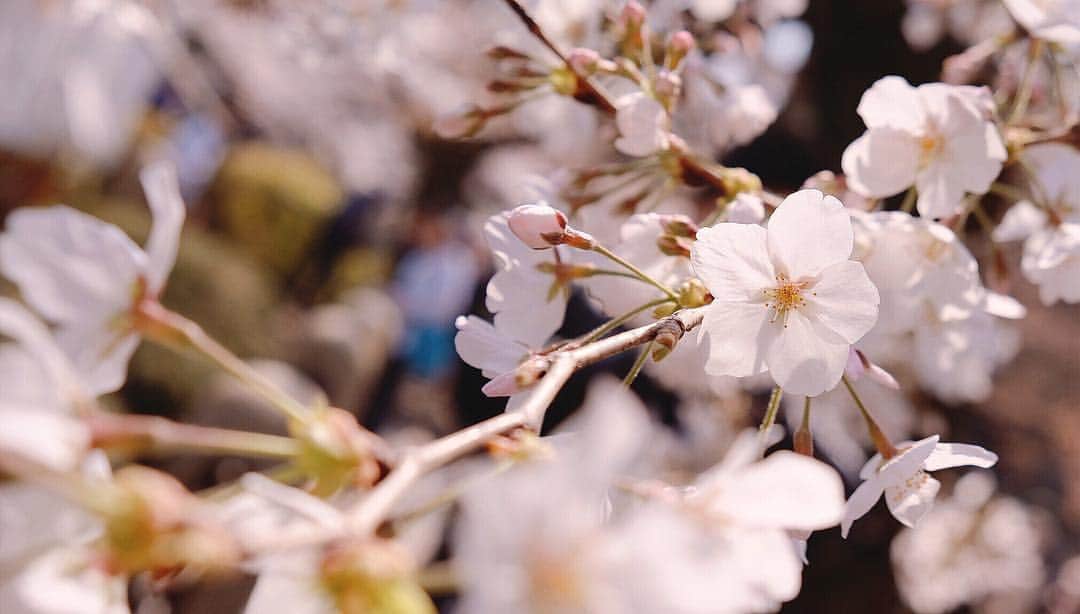 むぎさんのインスタグラム写真 - (むぎInstagram)「#さくら #cherryblossom」3月30日 10時20分 - mugiusagi