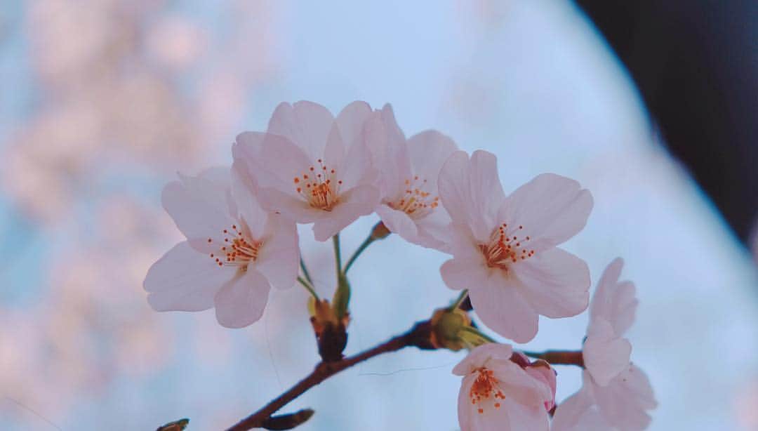 むぎさんのインスタグラム写真 - (むぎInstagram)「#さくら #cherryblossom」3月30日 10時20分 - mugiusagi
