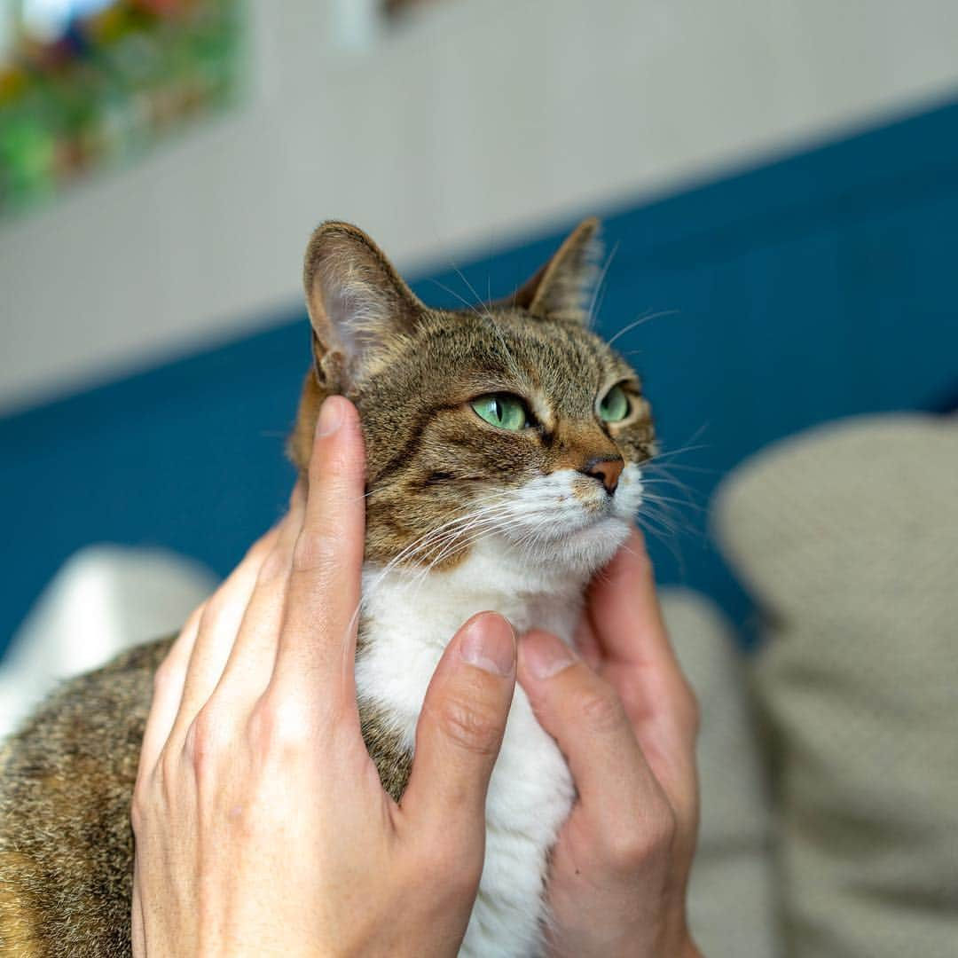 Sakiさんのインスタグラム写真 - (SakiInstagram)「* Spa daddy time. . スパ・ダディのお時間。 #元野良猫部 #元野良もカワイイ説普及隊  #猫すたぐらむフォトコンテスト *」3月30日 10時49分 - rubyeve12