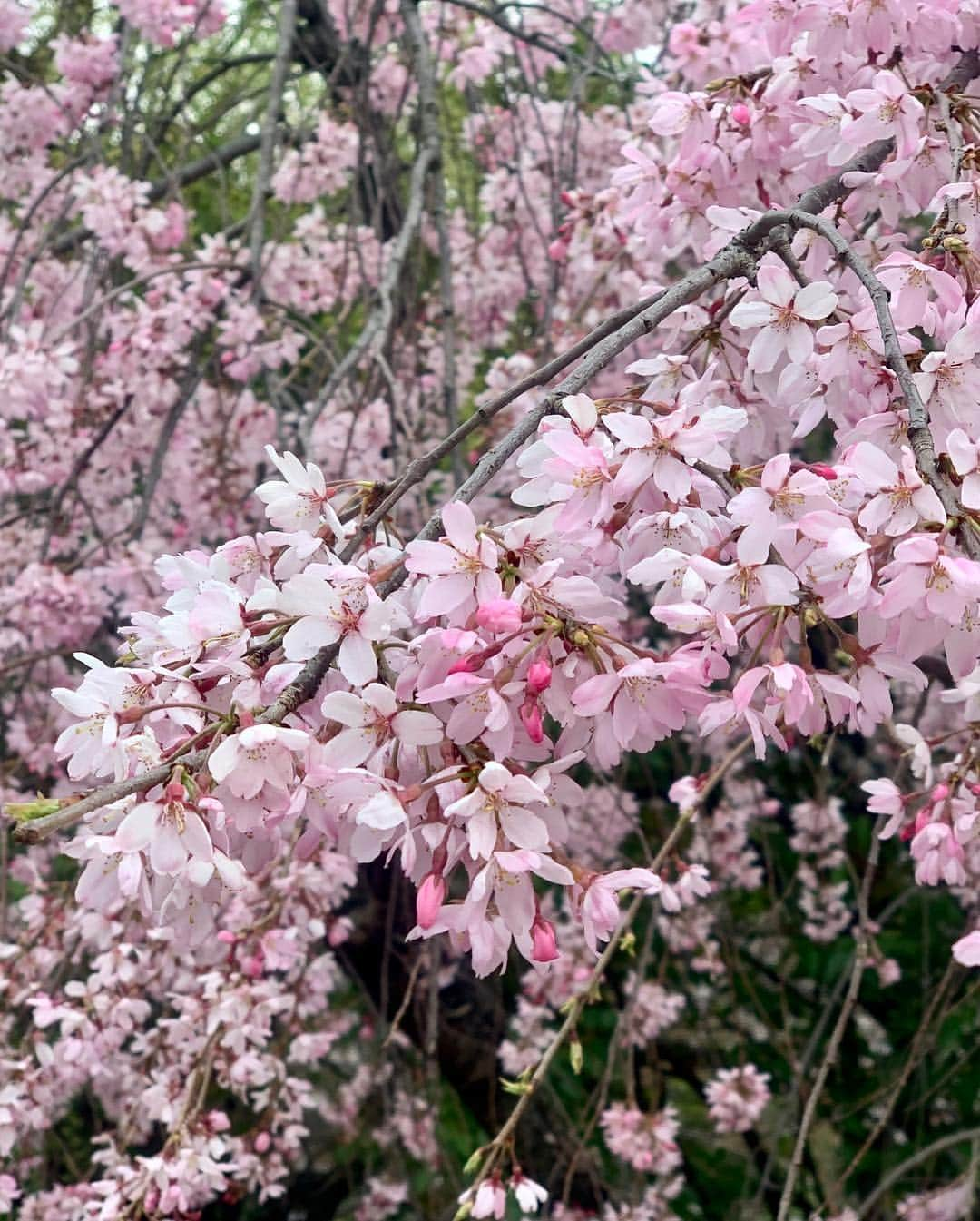 吉田玲奈さんのインスタグラム写真 - (吉田玲奈Instagram)「今朝は久しぶりの皇居ランニングへ🌸🌸🌸 花冷えの東京は9℃ まだまだ咲いてない木もあるので長く楽しめそう🌸😋 #桜 #桜ラン #お花見 #お花見ランニング #皇居 #ランニング女子 #ランニング #桜の木にミノムシ#newbalance #nike #adidas #reinarun #ノーメイク #日焼け止め #日焼け対策 #黒田愛美 ちゃんにばったり会えた♡嬉しい！」3月30日 11時07分 - reina.yoshida.ciel.1218