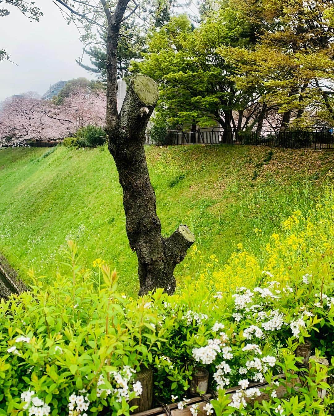 吉田玲奈さんのインスタグラム写真 - (吉田玲奈Instagram)「今朝は久しぶりの皇居ランニングへ🌸🌸🌸 花冷えの東京は9℃ まだまだ咲いてない木もあるので長く楽しめそう🌸😋 #桜 #桜ラン #お花見 #お花見ランニング #皇居 #ランニング女子 #ランニング #桜の木にミノムシ#newbalance #nike #adidas #reinarun #ノーメイク #日焼け止め #日焼け対策 #黒田愛美 ちゃんにばったり会えた♡嬉しい！」3月30日 11時07分 - reina.yoshida.ciel.1218