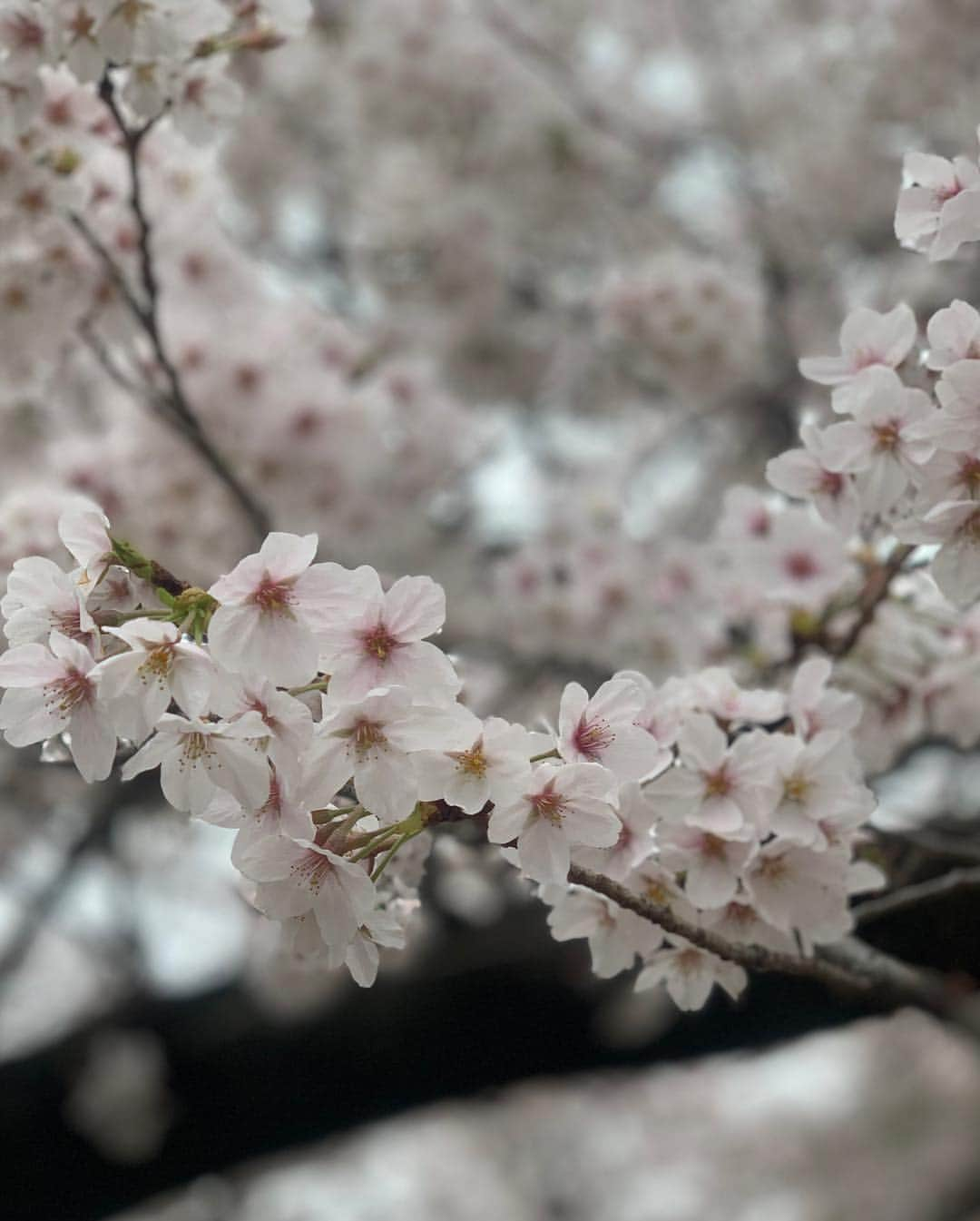 吉田玲奈さんのインスタグラム写真 - (吉田玲奈Instagram)「今朝は久しぶりの皇居ランニングへ🌸🌸🌸 花冷えの東京は9℃ まだまだ咲いてない木もあるので長く楽しめそう🌸😋 #桜 #桜ラン #お花見 #お花見ランニング #皇居 #ランニング女子 #ランニング #桜の木にミノムシ#newbalance #nike #adidas #reinarun #ノーメイク #日焼け止め #日焼け対策 #黒田愛美 ちゃんにばったり会えた♡嬉しい！」3月30日 11時07分 - reina.yoshida.ciel.1218