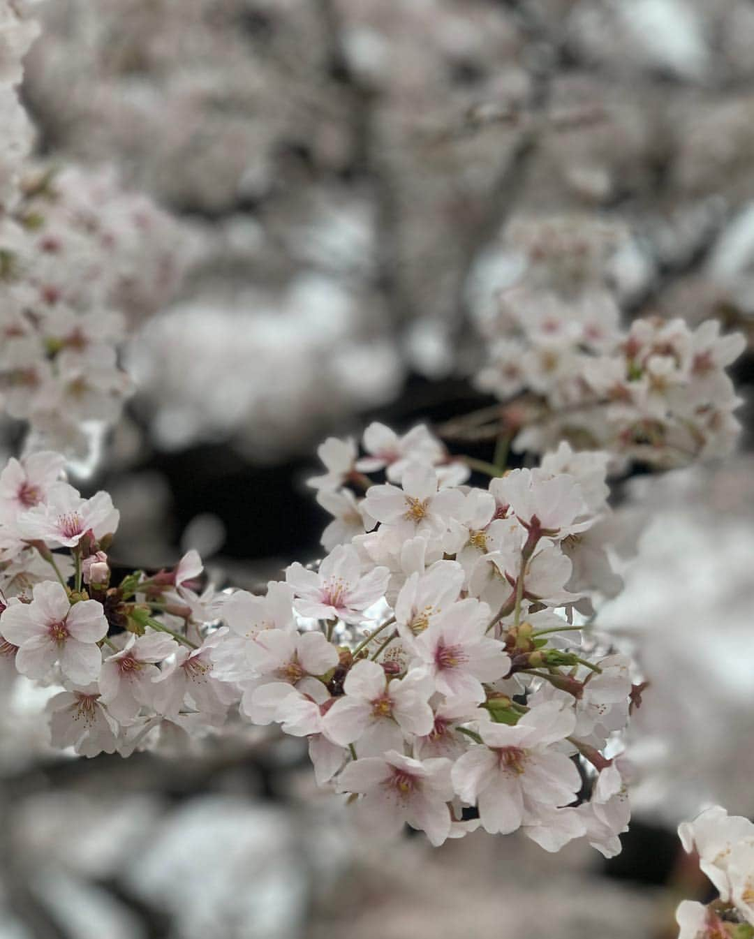 吉田玲奈さんのインスタグラム写真 - (吉田玲奈Instagram)「今朝は久しぶりの皇居ランニングへ🌸🌸🌸 花冷えの東京は9℃ まだまだ咲いてない木もあるので長く楽しめそう🌸😋 #桜 #桜ラン #お花見 #お花見ランニング #皇居 #ランニング女子 #ランニング #桜の木にミノムシ#newbalance #nike #adidas #reinarun #ノーメイク #日焼け止め #日焼け対策 #黒田愛美 ちゃんにばったり会えた♡嬉しい！」3月30日 11時07分 - reina.yoshida.ciel.1218