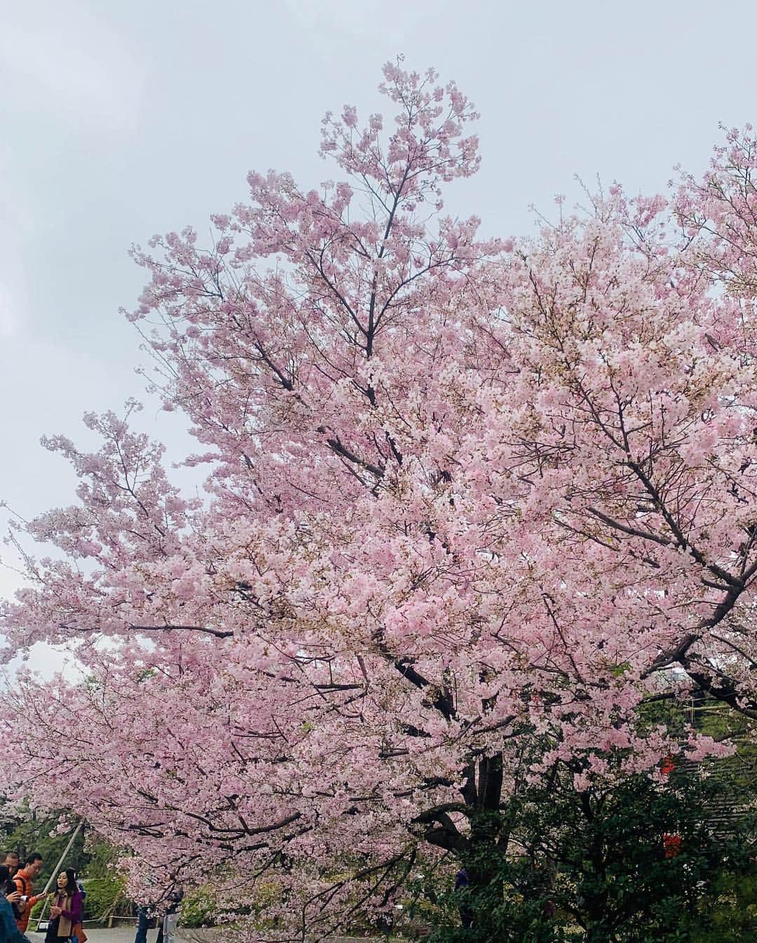 吉田玲奈さんのインスタグラム写真 - (吉田玲奈Instagram)「今朝は久しぶりの皇居ランニングへ🌸🌸🌸 花冷えの東京は9℃ まだまだ咲いてない木もあるので長く楽しめそう🌸😋 #桜 #桜ラン #お花見 #お花見ランニング #皇居 #ランニング女子 #ランニング #桜の木にミノムシ#newbalance #nike #adidas #reinarun #ノーメイク #日焼け止め #日焼け対策 #黒田愛美 ちゃんにばったり会えた♡嬉しい！」3月30日 11時07分 - reina.yoshida.ciel.1218