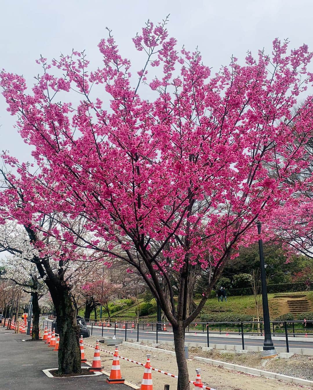 吉田玲奈さんのインスタグラム写真 - (吉田玲奈Instagram)「今朝は久しぶりの皇居ランニングへ🌸🌸🌸 花冷えの東京は9℃ まだまだ咲いてない木もあるので長く楽しめそう🌸😋 #桜 #桜ラン #お花見 #お花見ランニング #皇居 #ランニング女子 #ランニング #桜の木にミノムシ#newbalance #nike #adidas #reinarun #ノーメイク #日焼け止め #日焼け対策 #黒田愛美 ちゃんにばったり会えた♡嬉しい！」3月30日 11時07分 - reina.yoshida.ciel.1218