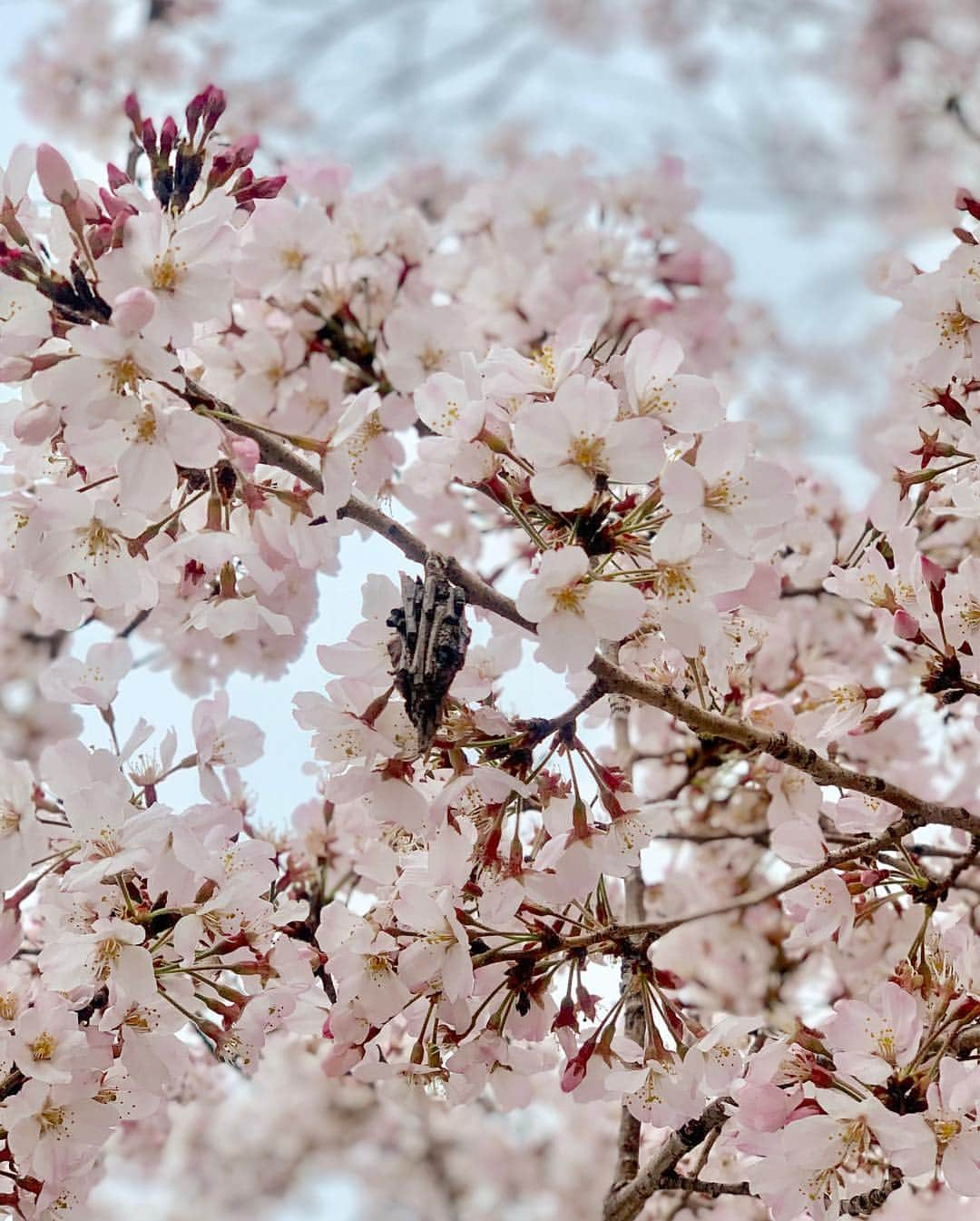 吉田玲奈さんのインスタグラム写真 - (吉田玲奈Instagram)「今朝は久しぶりの皇居ランニングへ🌸🌸🌸 花冷えの東京は9℃ まだまだ咲いてない木もあるので長く楽しめそう🌸😋 #桜 #桜ラン #お花見 #お花見ランニング #皇居 #ランニング女子 #ランニング #桜の木にミノムシ#newbalance #nike #adidas #reinarun #ノーメイク #日焼け止め #日焼け対策 #黒田愛美 ちゃんにばったり会えた♡嬉しい！」3月30日 11時07分 - reina.yoshida.ciel.1218