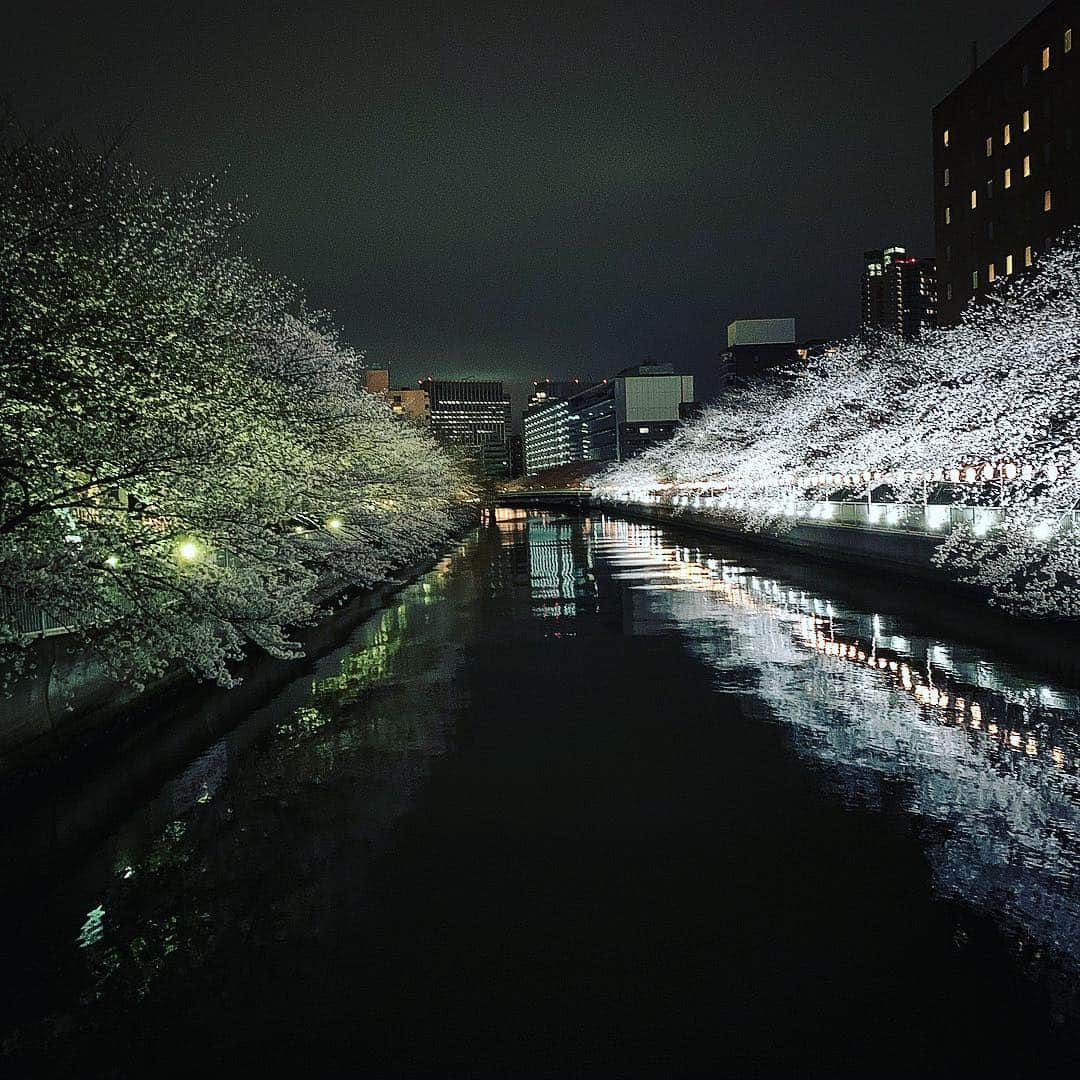 SATOKOさんのインスタグラム写真 - (SATOKOInstagram)「夜桜綺麗ですなー(๑˃̵ᴗ˂̵) 今日はツタロック！ 日頃の結束をここで出すぜ♡ #チームsy #imready #山本彩 #ツタロック」3月30日 11時15分 - fc_satoko